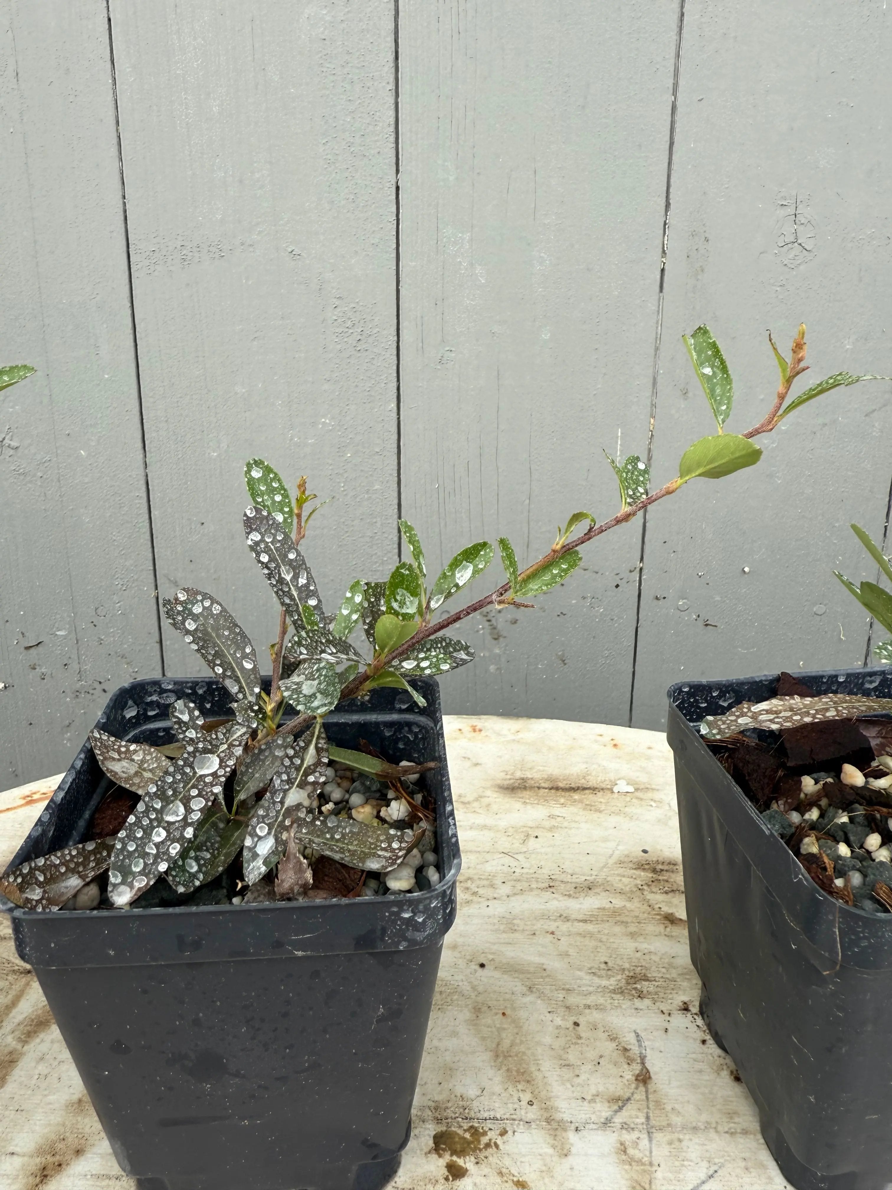 Pyracantha angustifolia Canada Bonsai