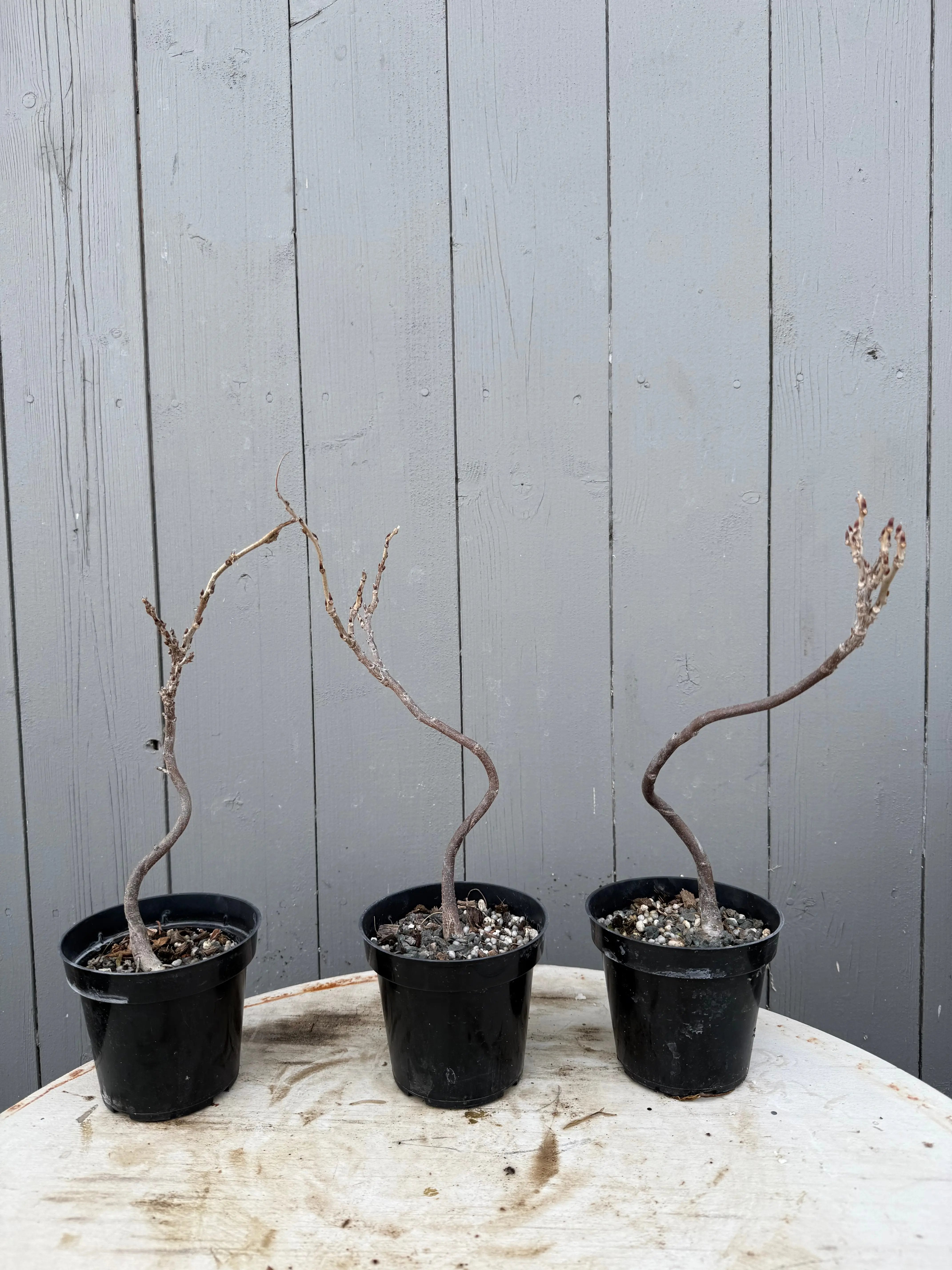 Wisteria floribunda Canada Bonsai