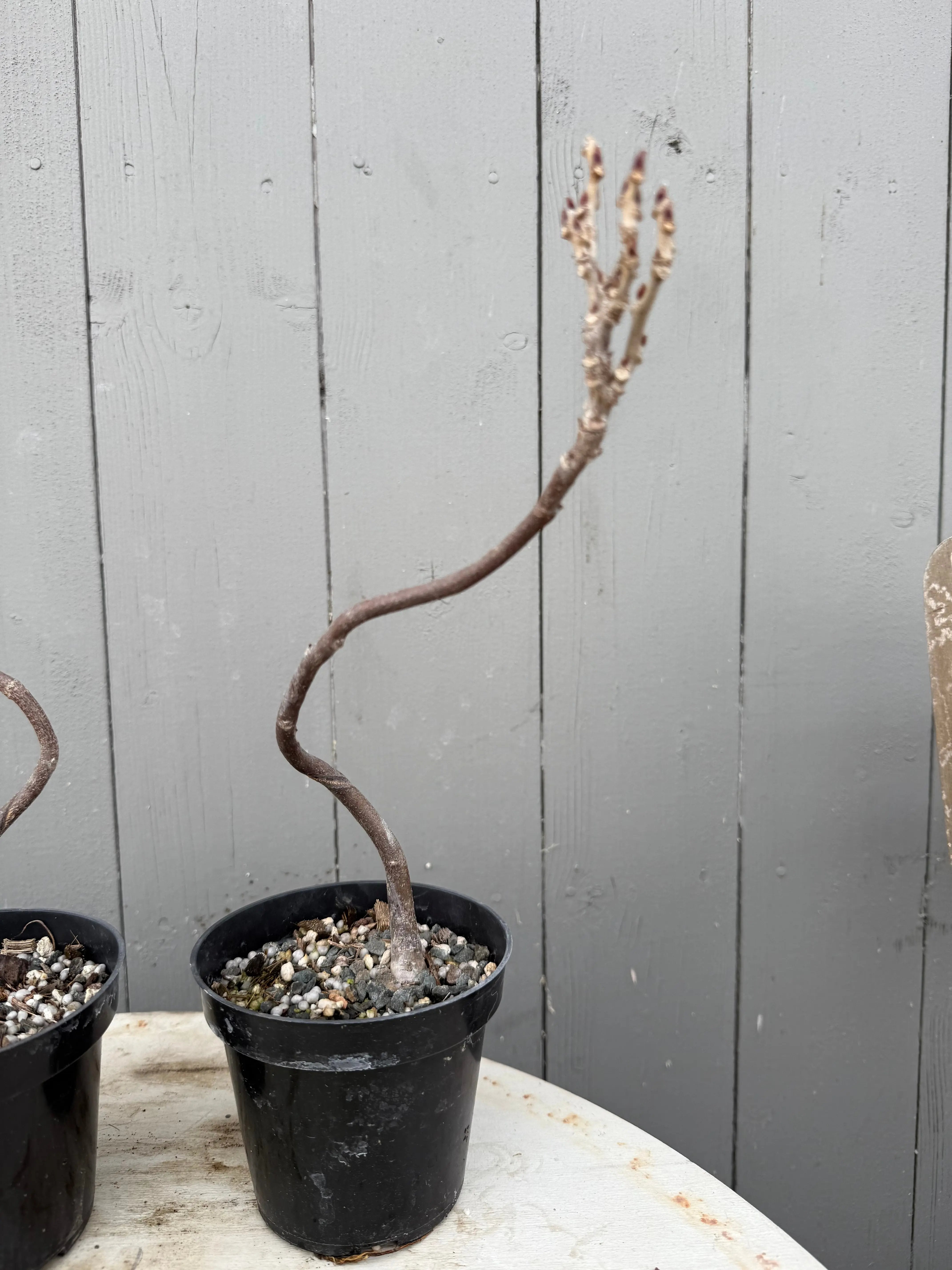 Wisteria floribunda Canada Bonsai