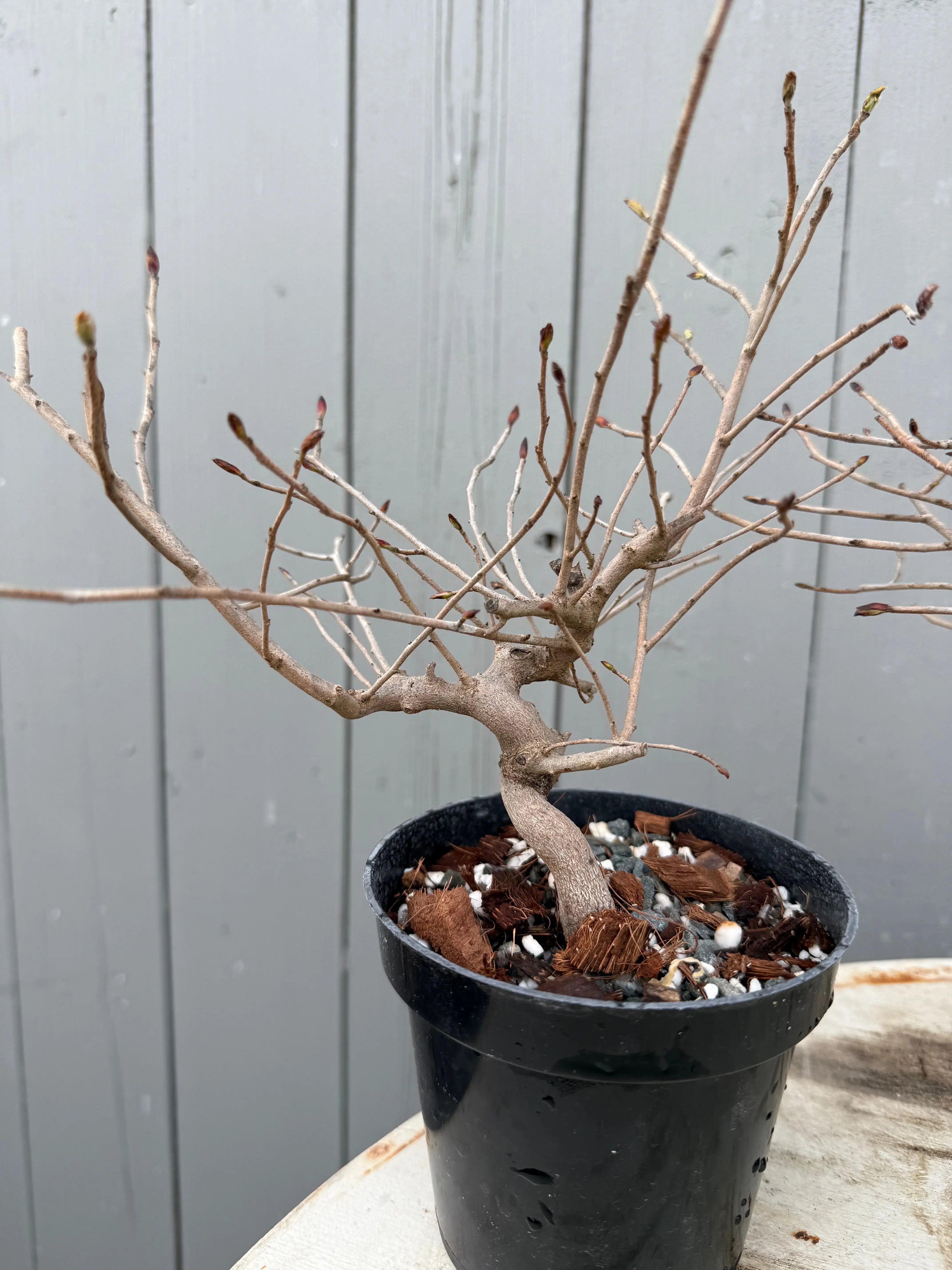 Corylopsis spicata Canada Bonsai