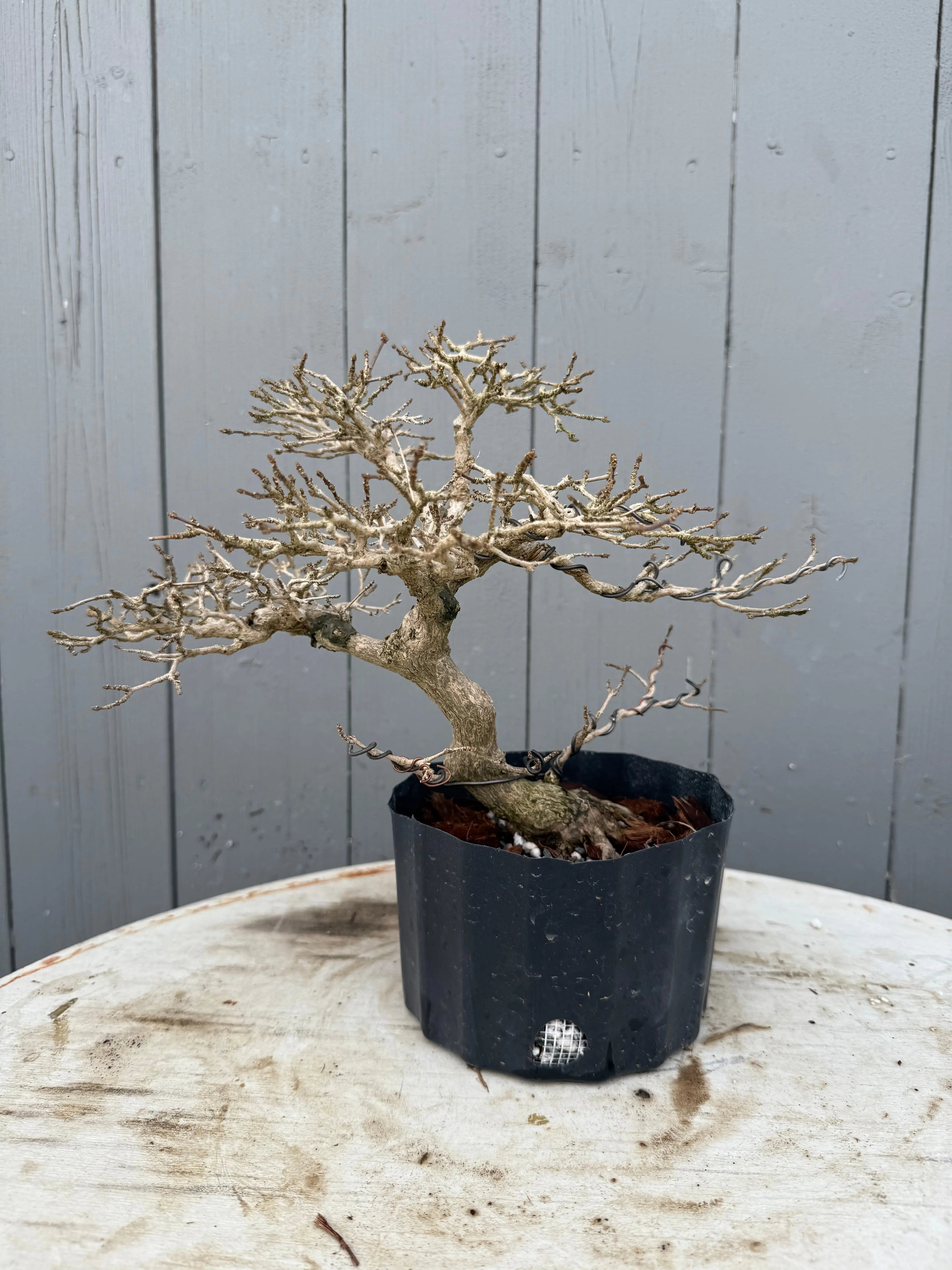 Premna japonica Canada Bonsai