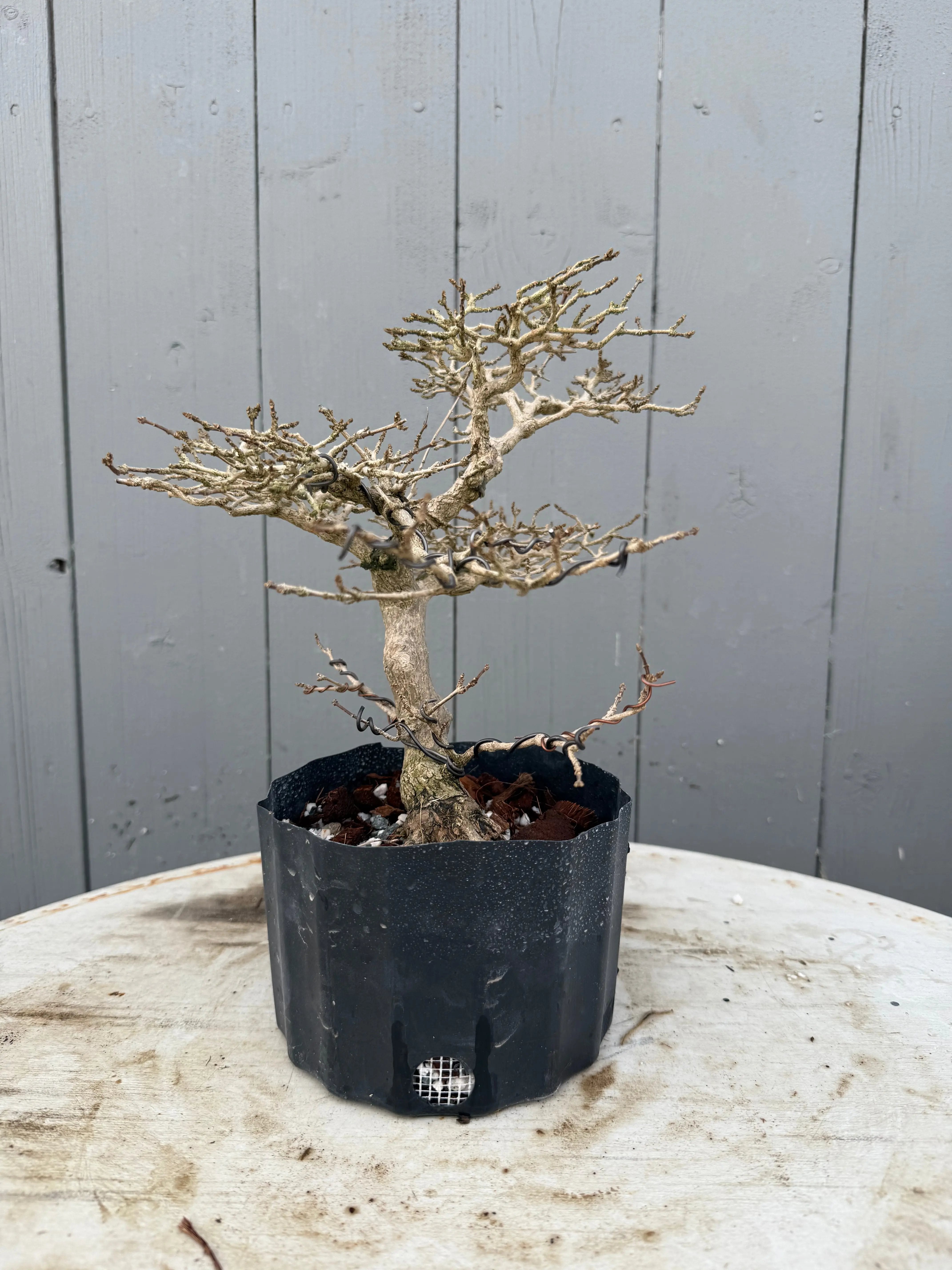 Premna japonica Canada Bonsai