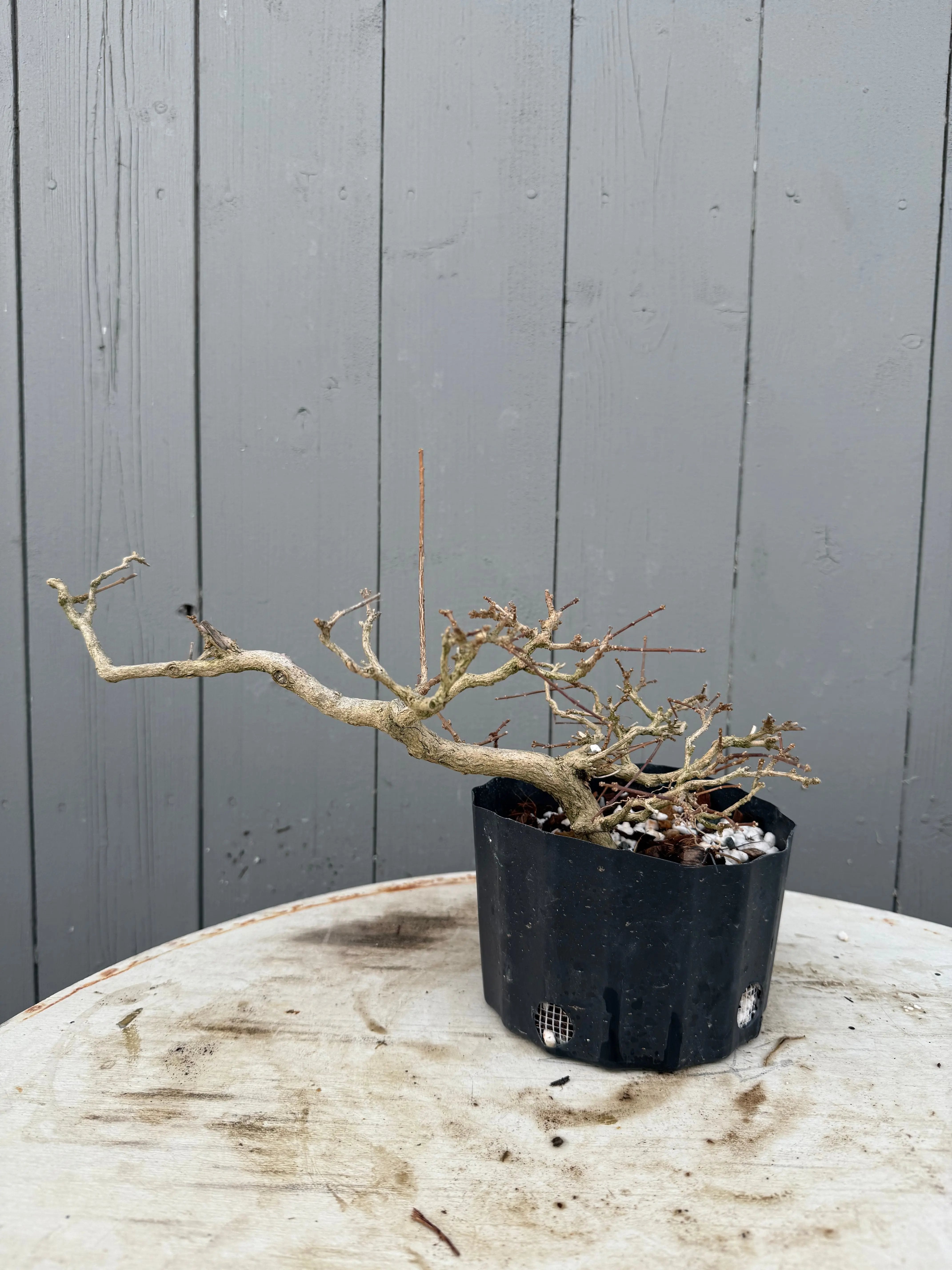 Premna japonica Canada Bonsai
