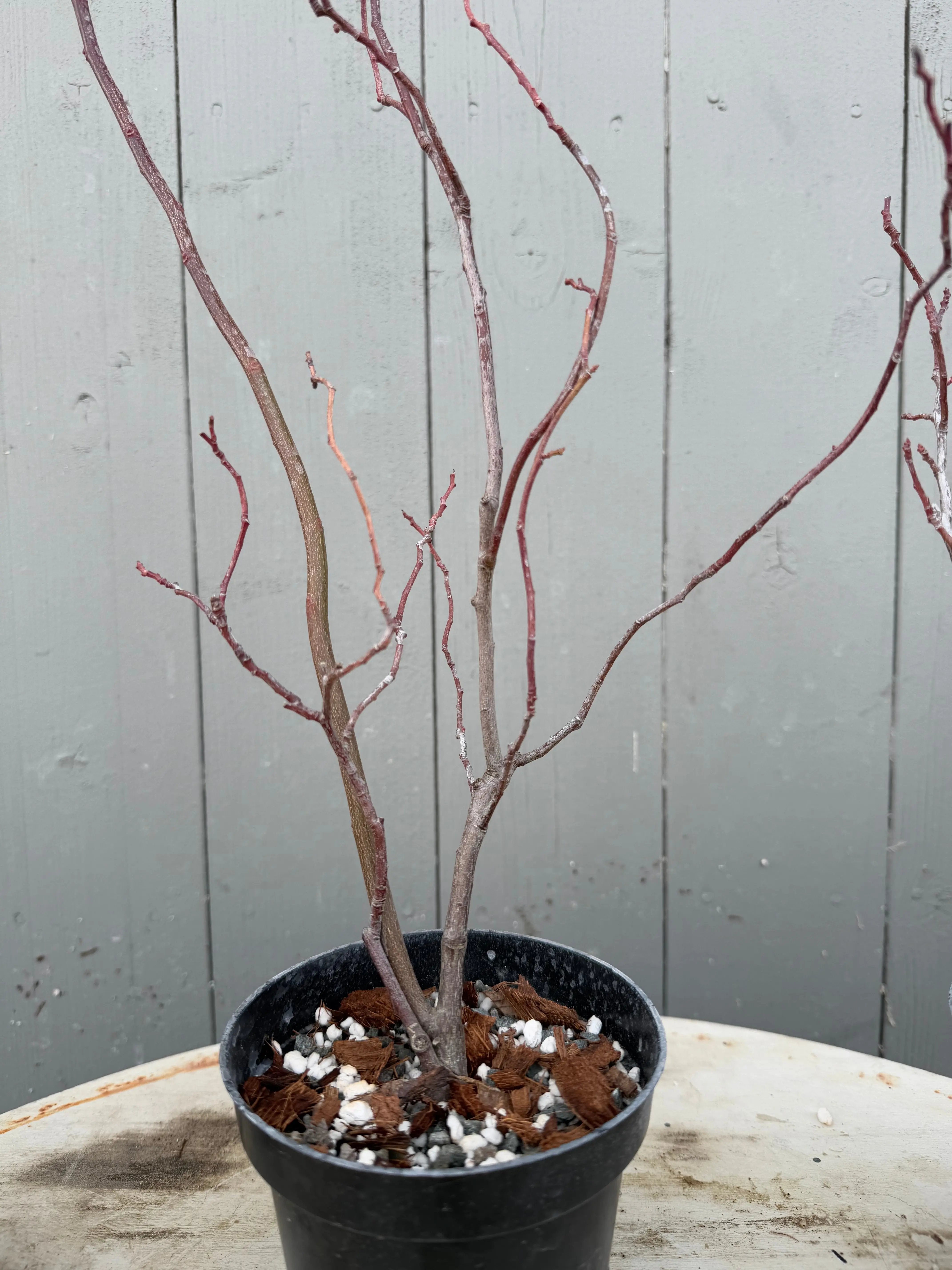 Itea japonica Canada Bonsai