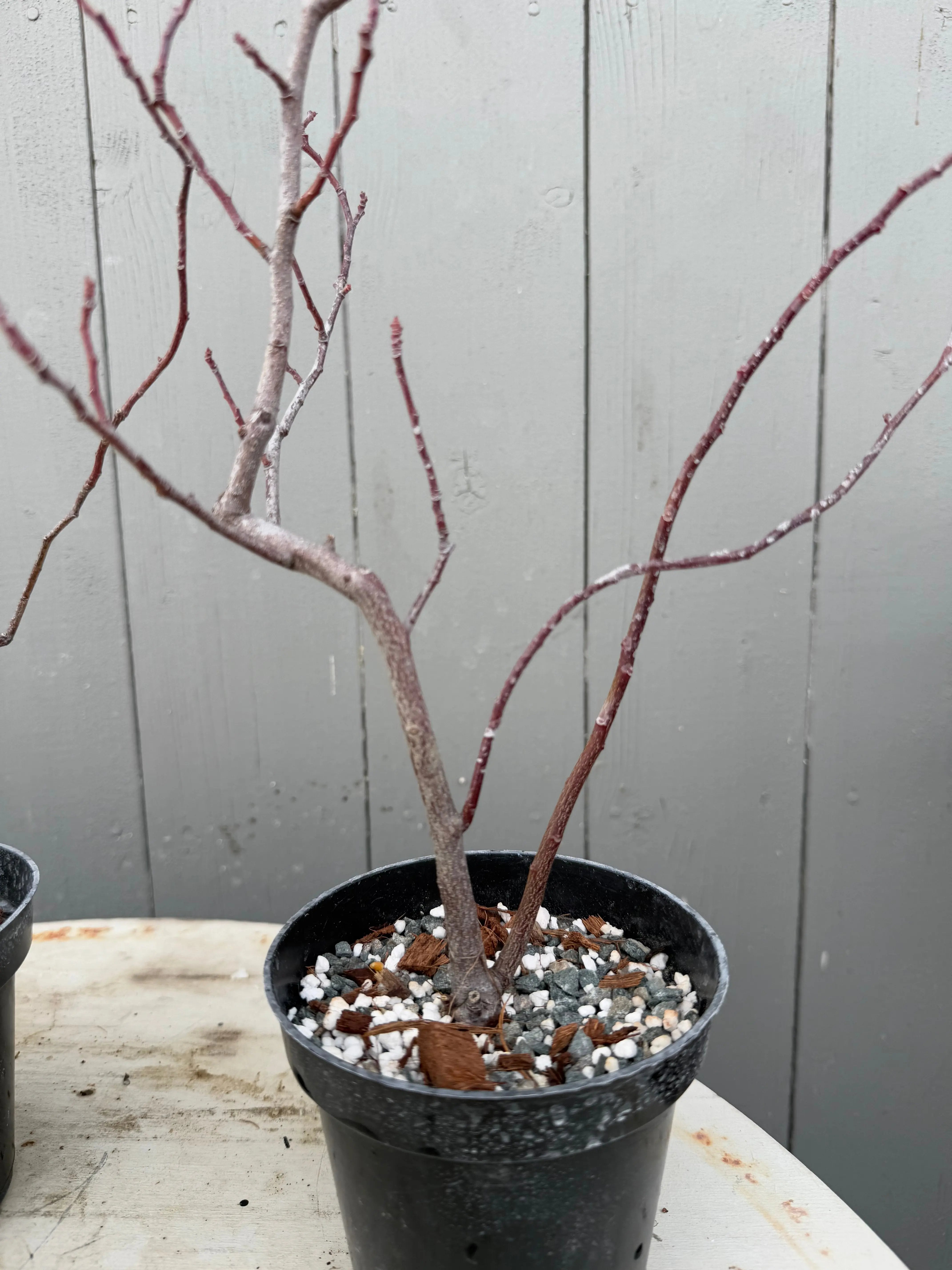 Itea japonica Canada Bonsai