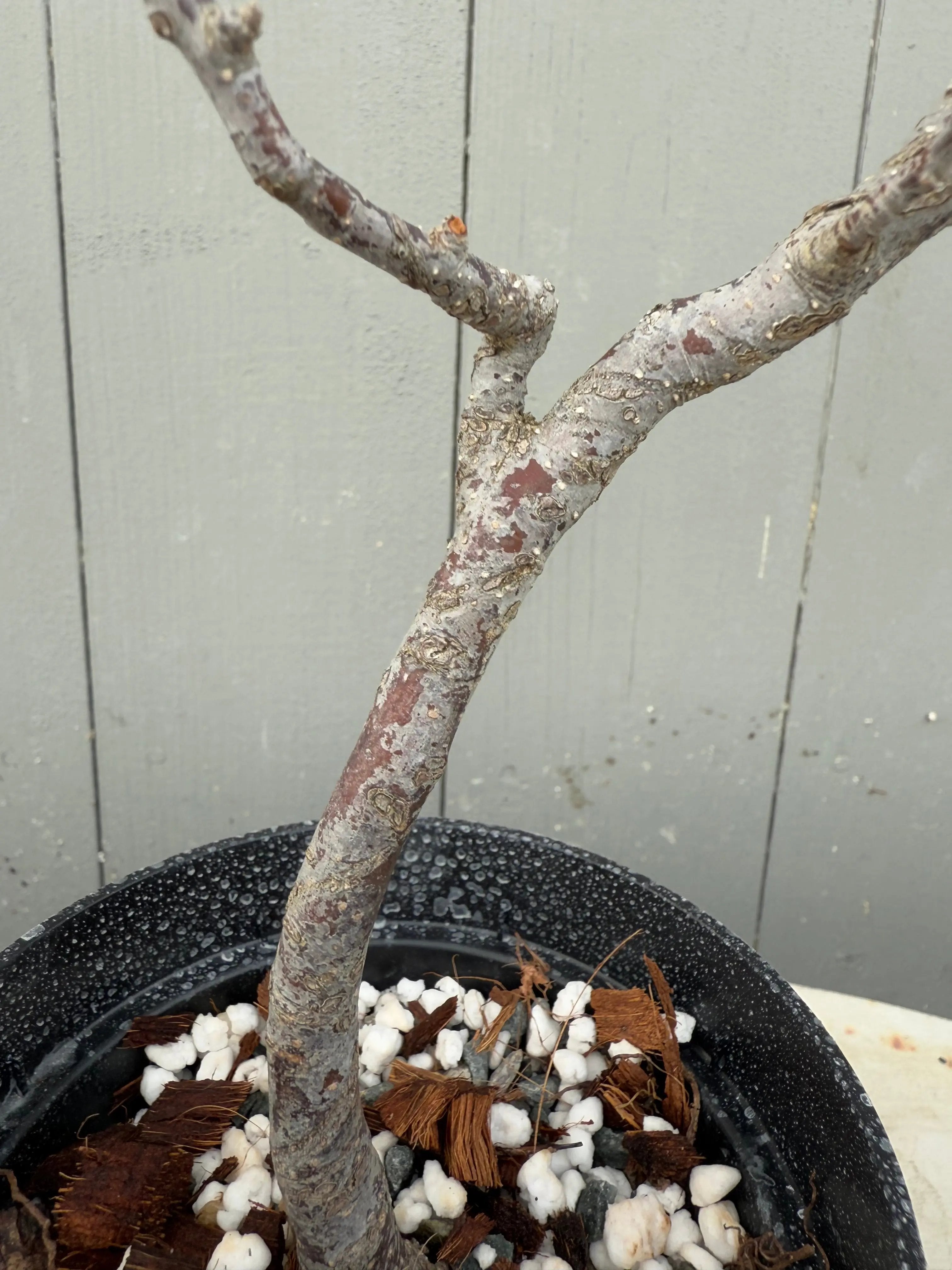 Lindera praecox Canada Bonsai