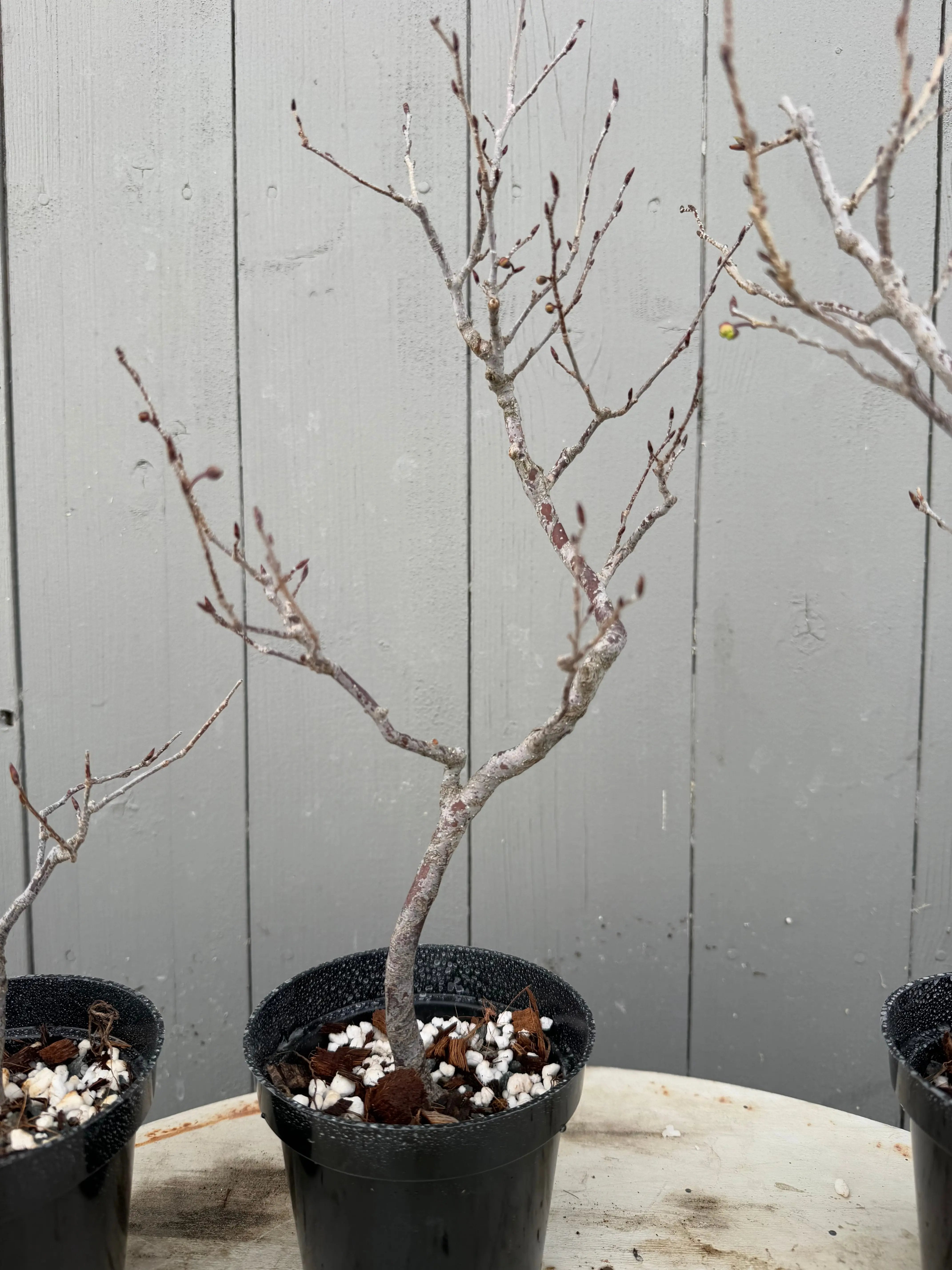 Lindera praecox Canada Bonsai
