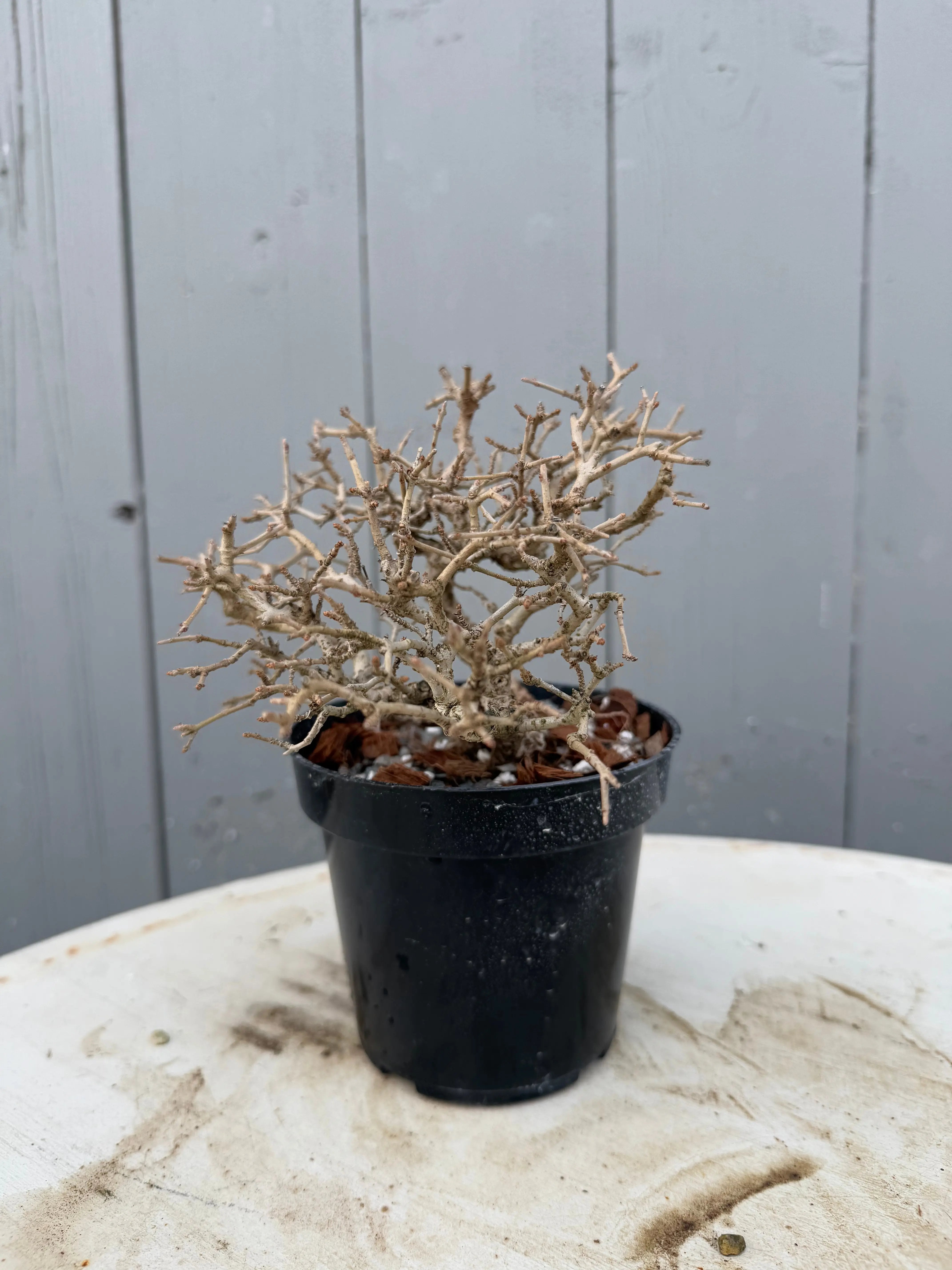 Ligustrum obtusifolium Canada Bonsai