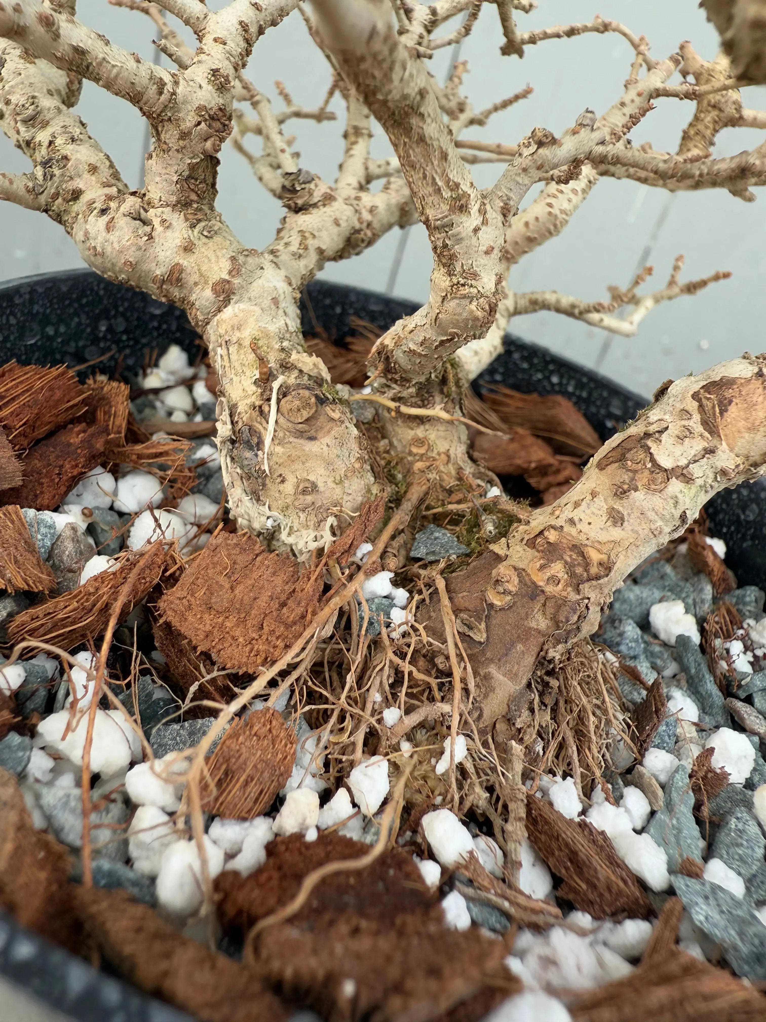 Ligustrum obtusifolium Canada Bonsai