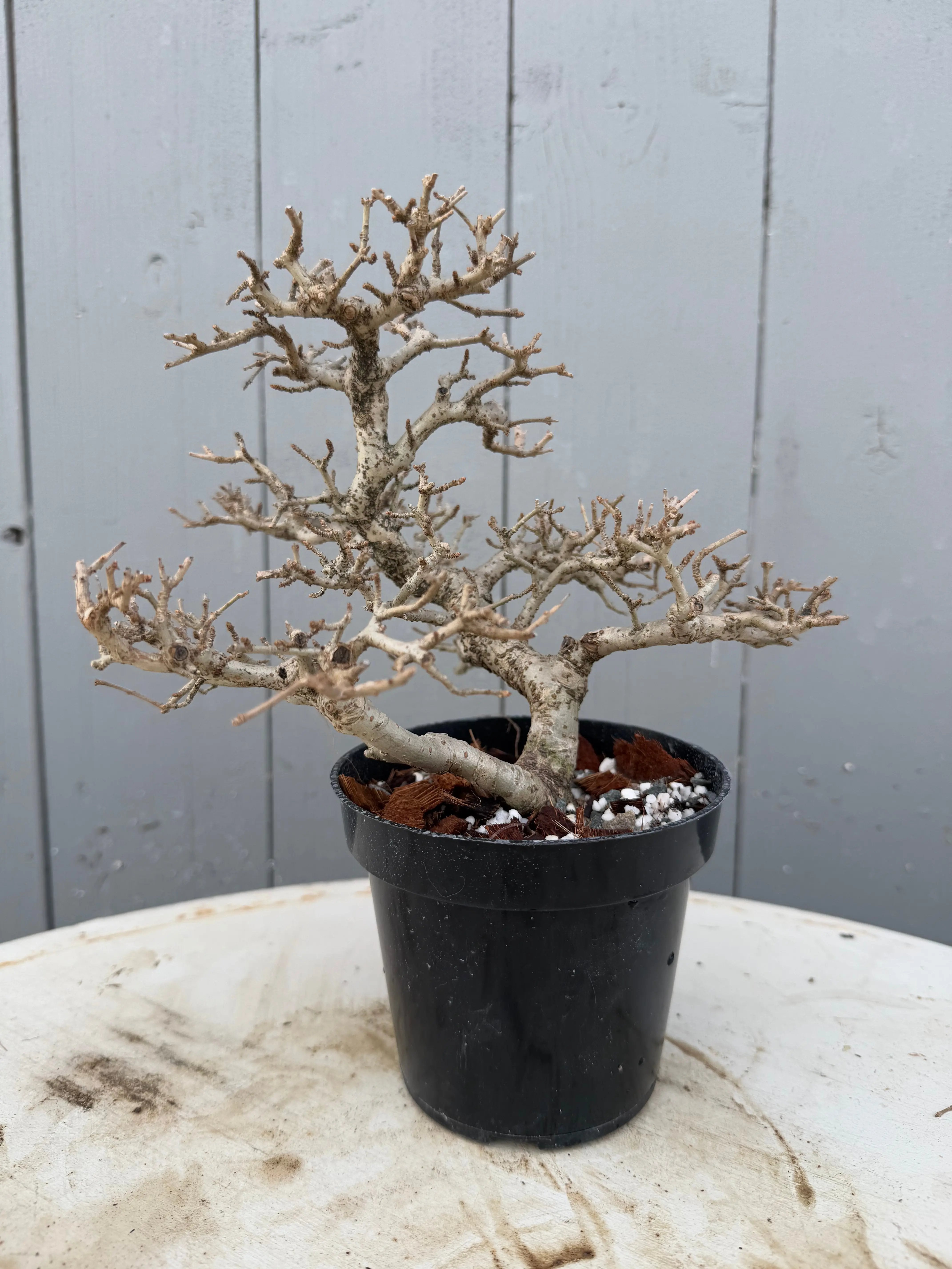 Ligustrum obtusifolium Canada Bonsai
