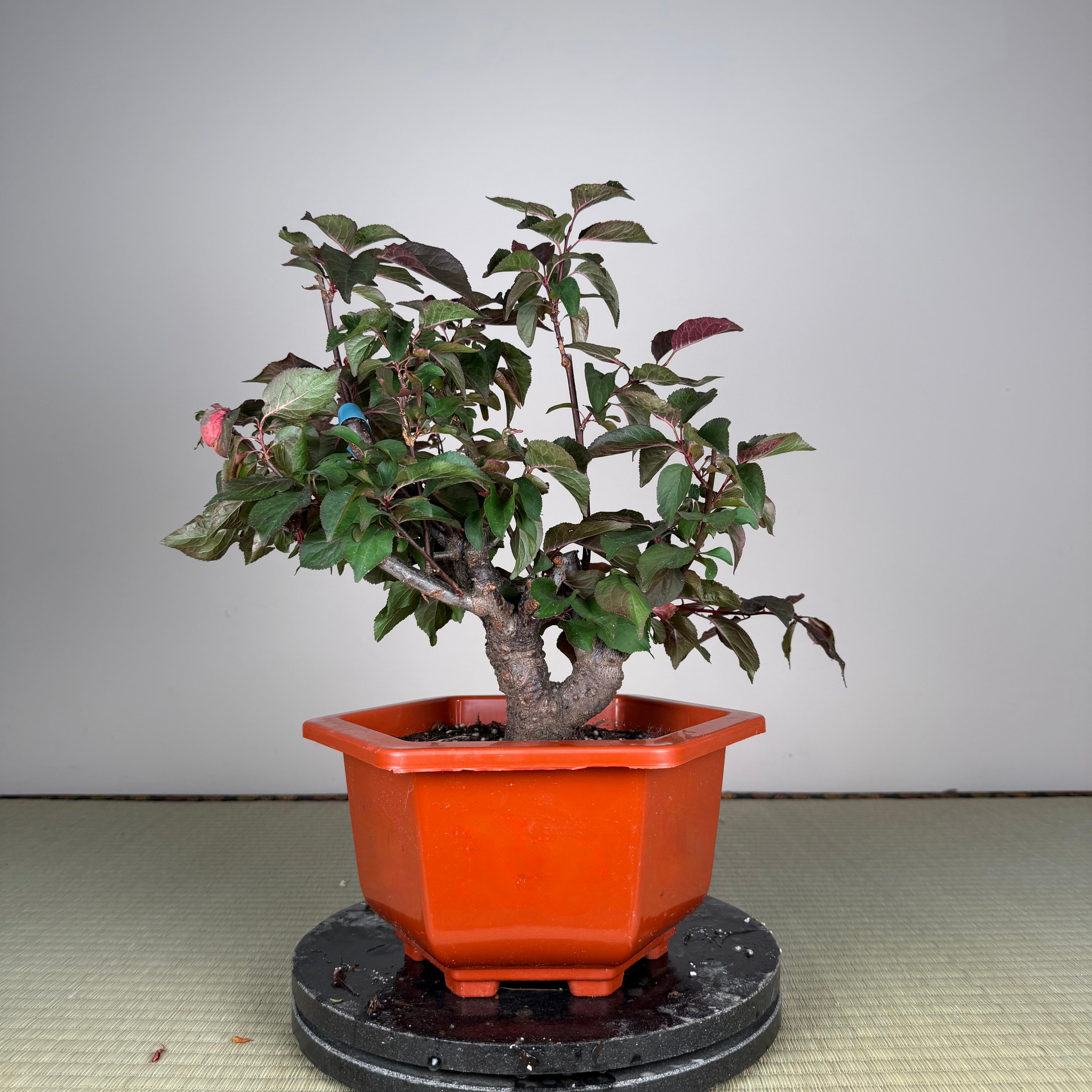 Glycine floribunda