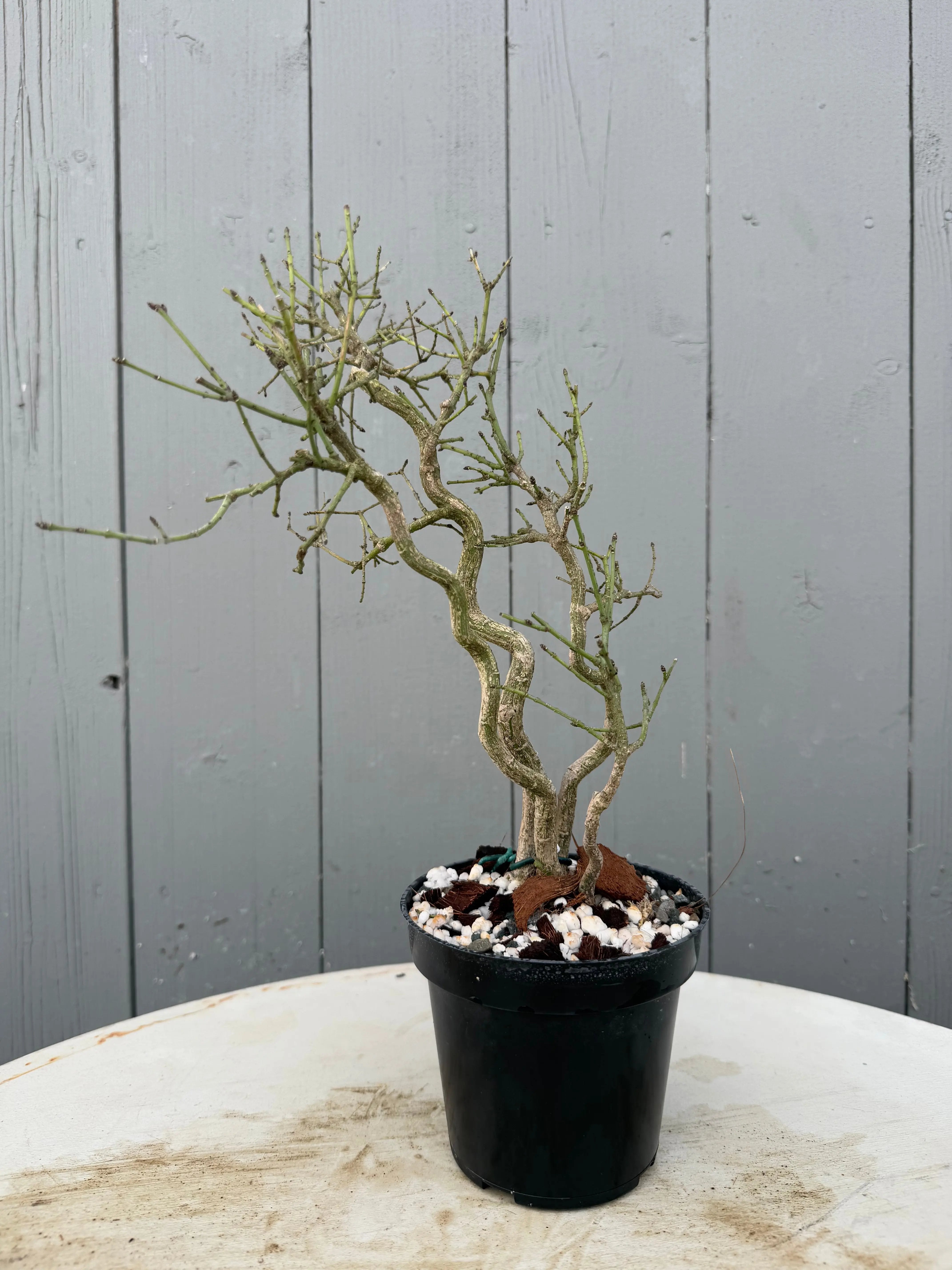 Euonymus Canada Bonsai