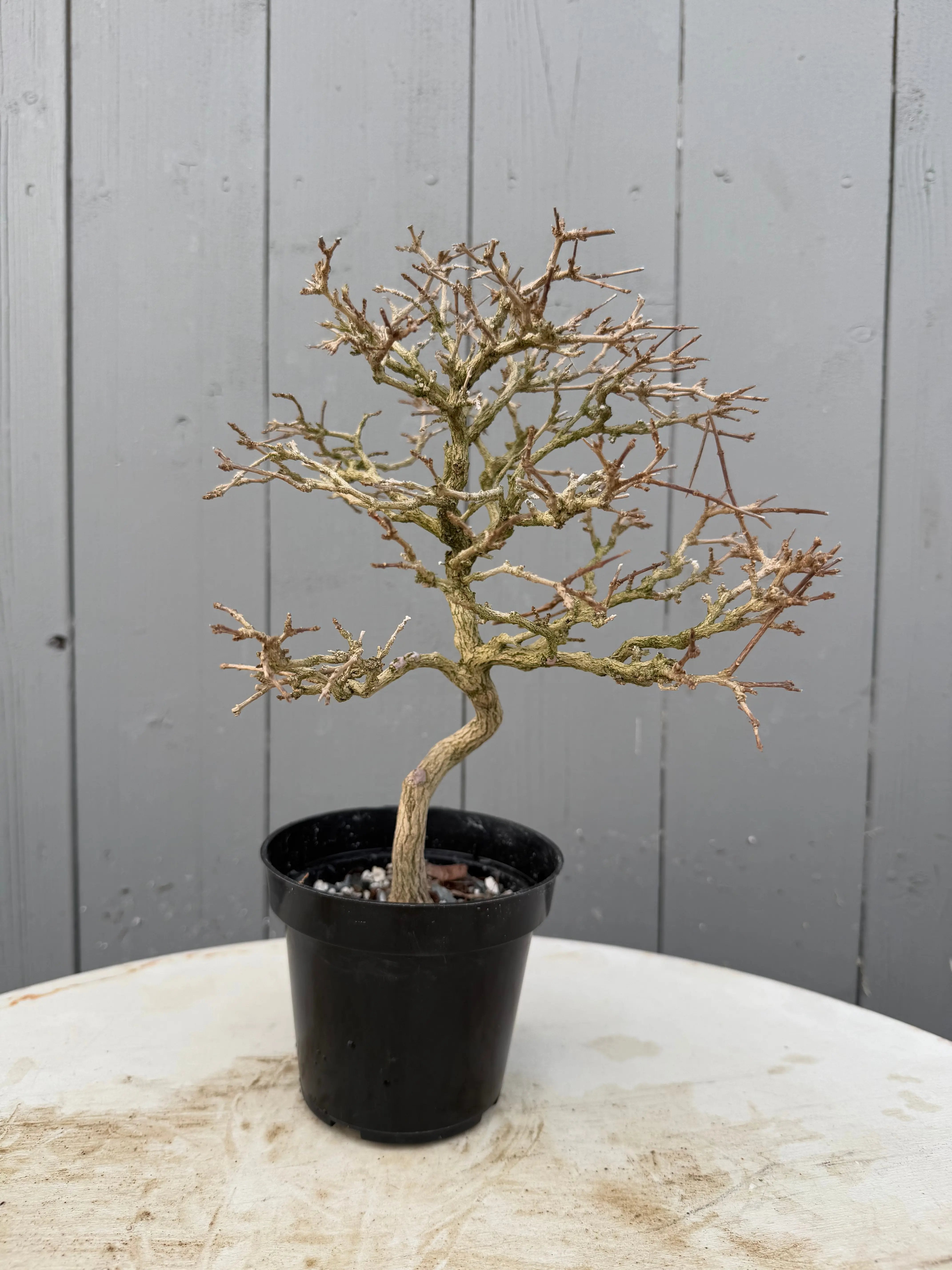 Premna japonica Canada Bonsai