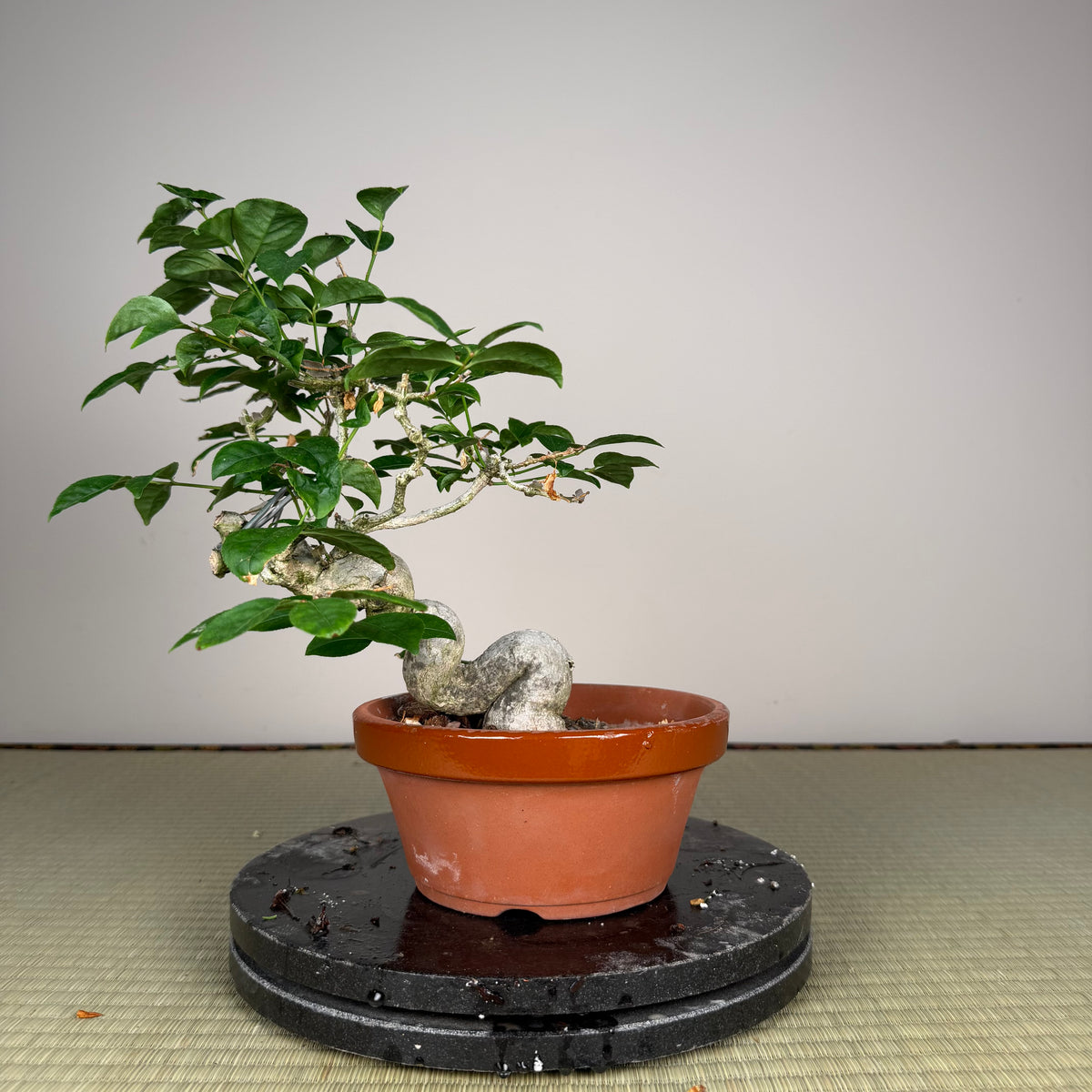 Euonymus