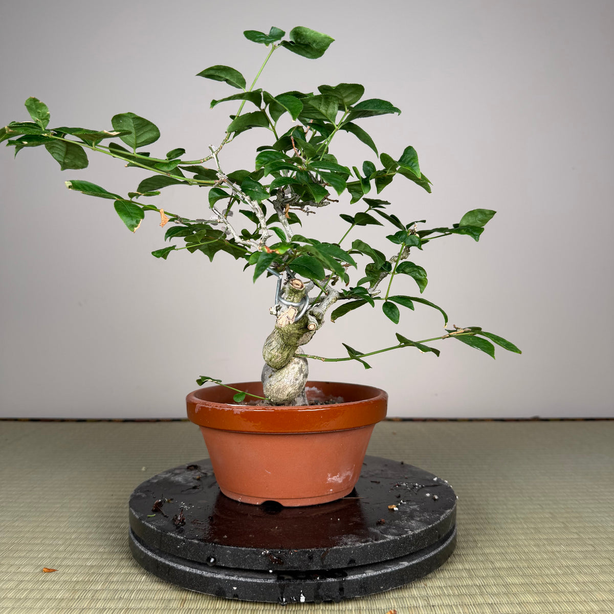 Euonymus