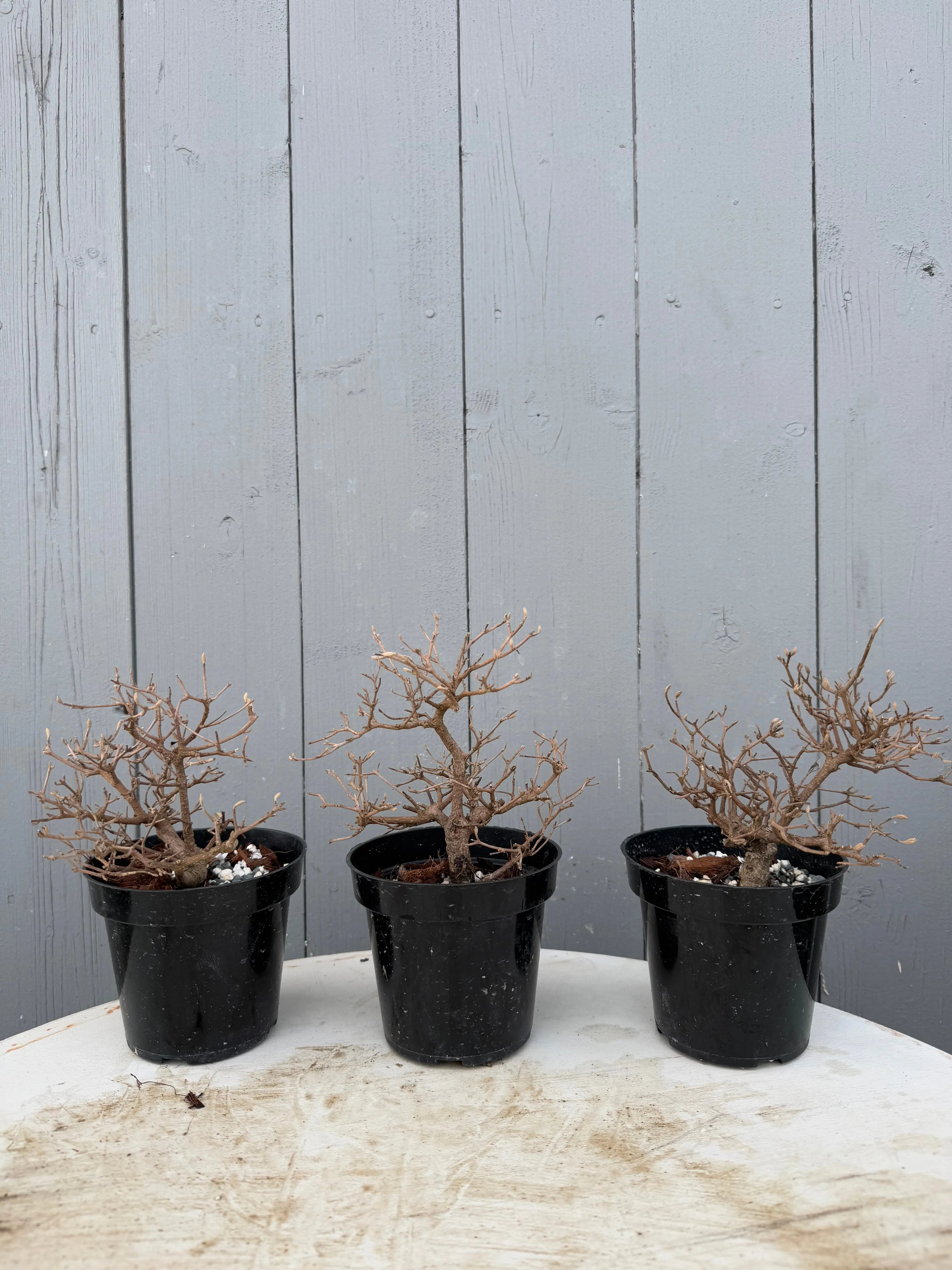 Callicarpa japonica Canada Bonsai