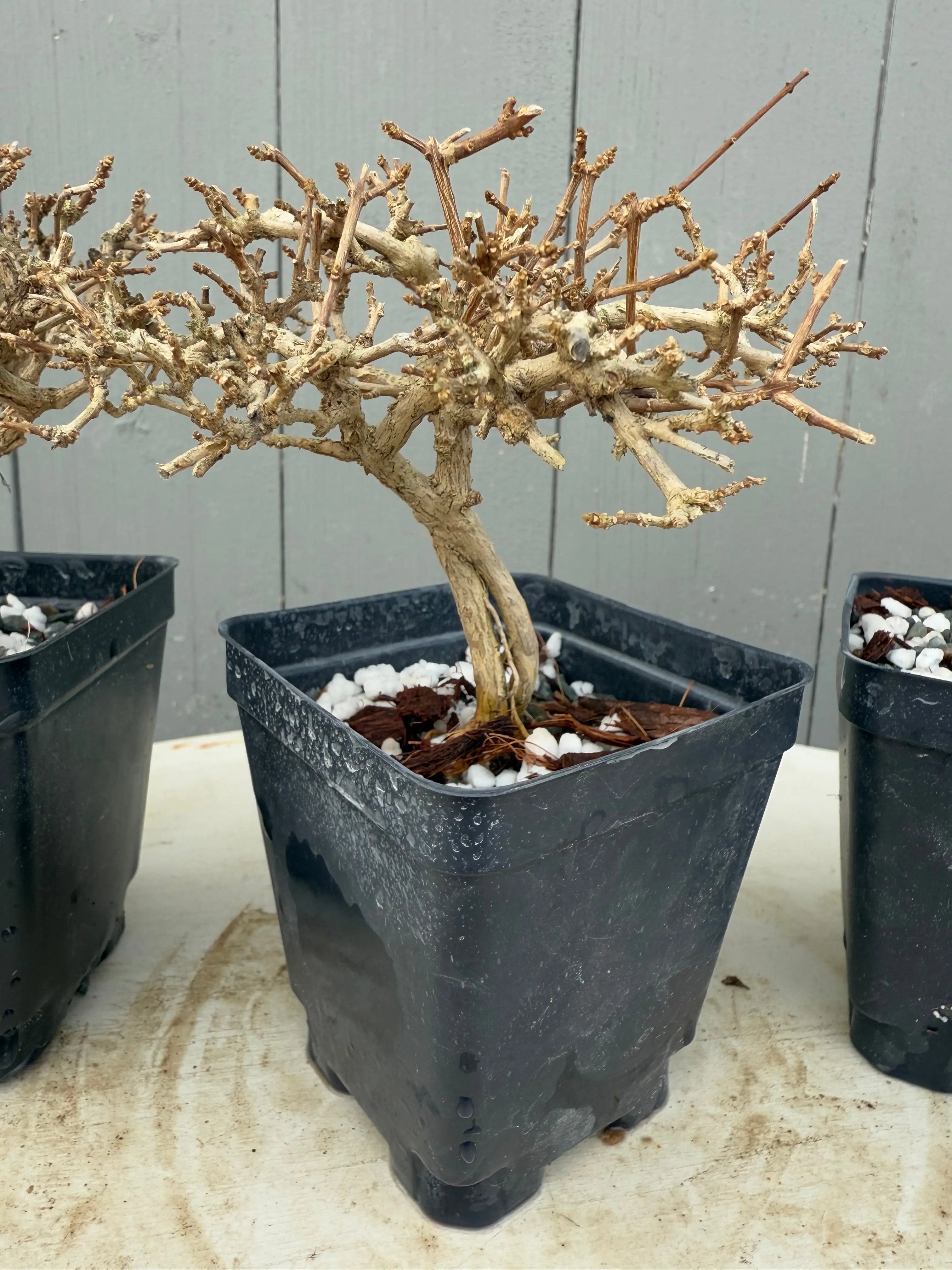 Premna japonica (medium) Canada Bonsai