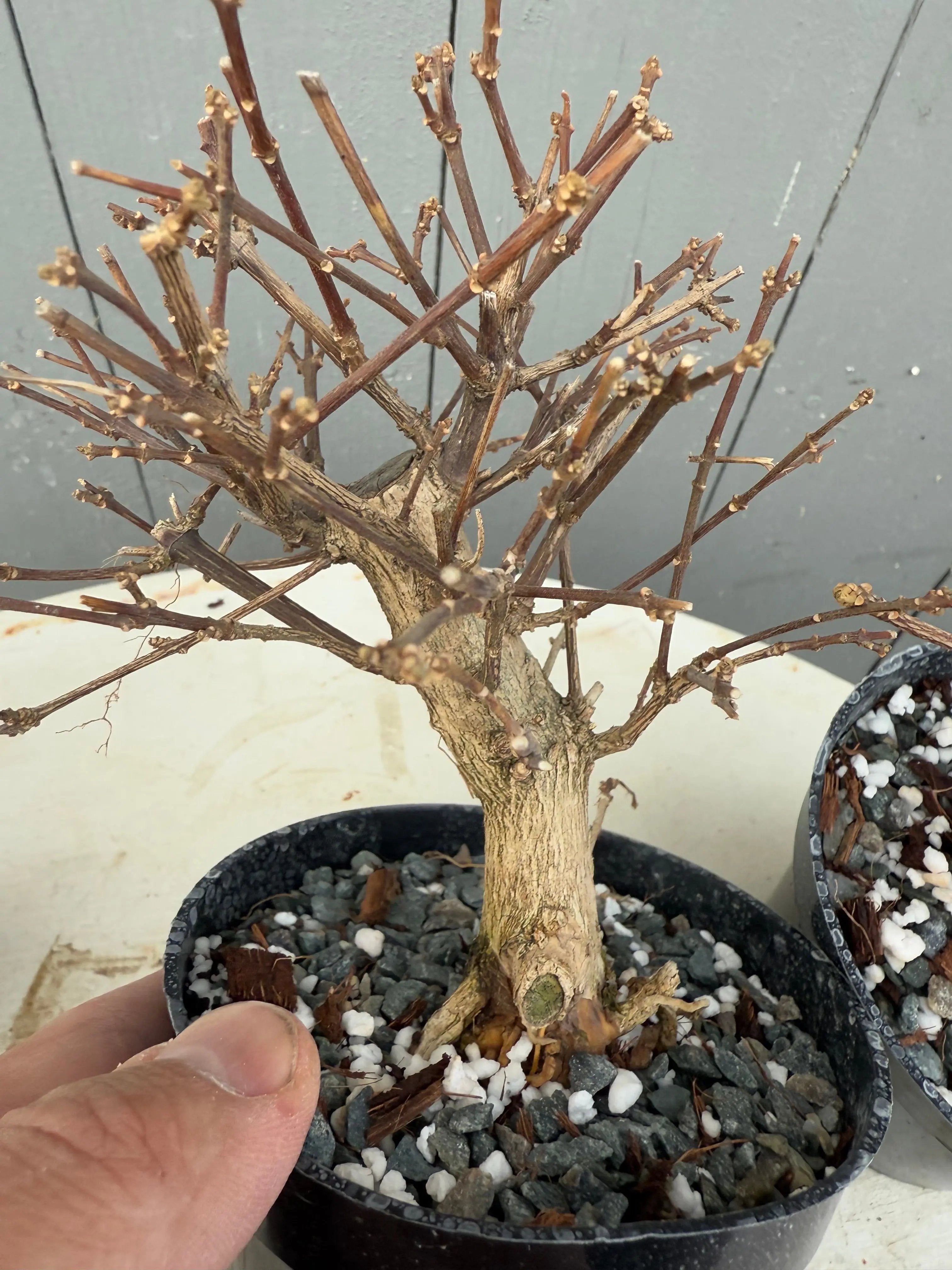 Premna japonica Canada Bonsai