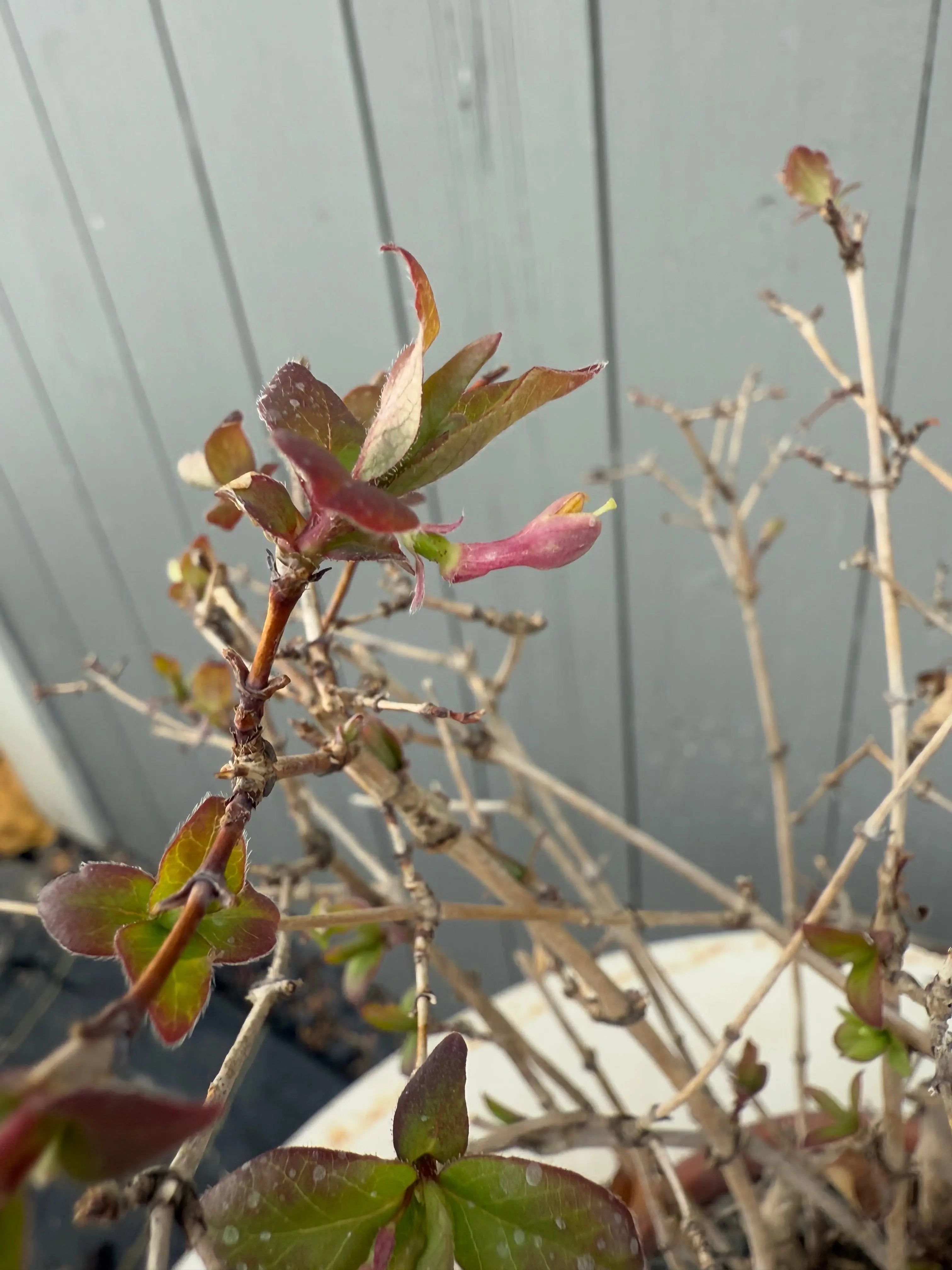 Lonicera gracilipes 'Miyama' Canada Bonsai