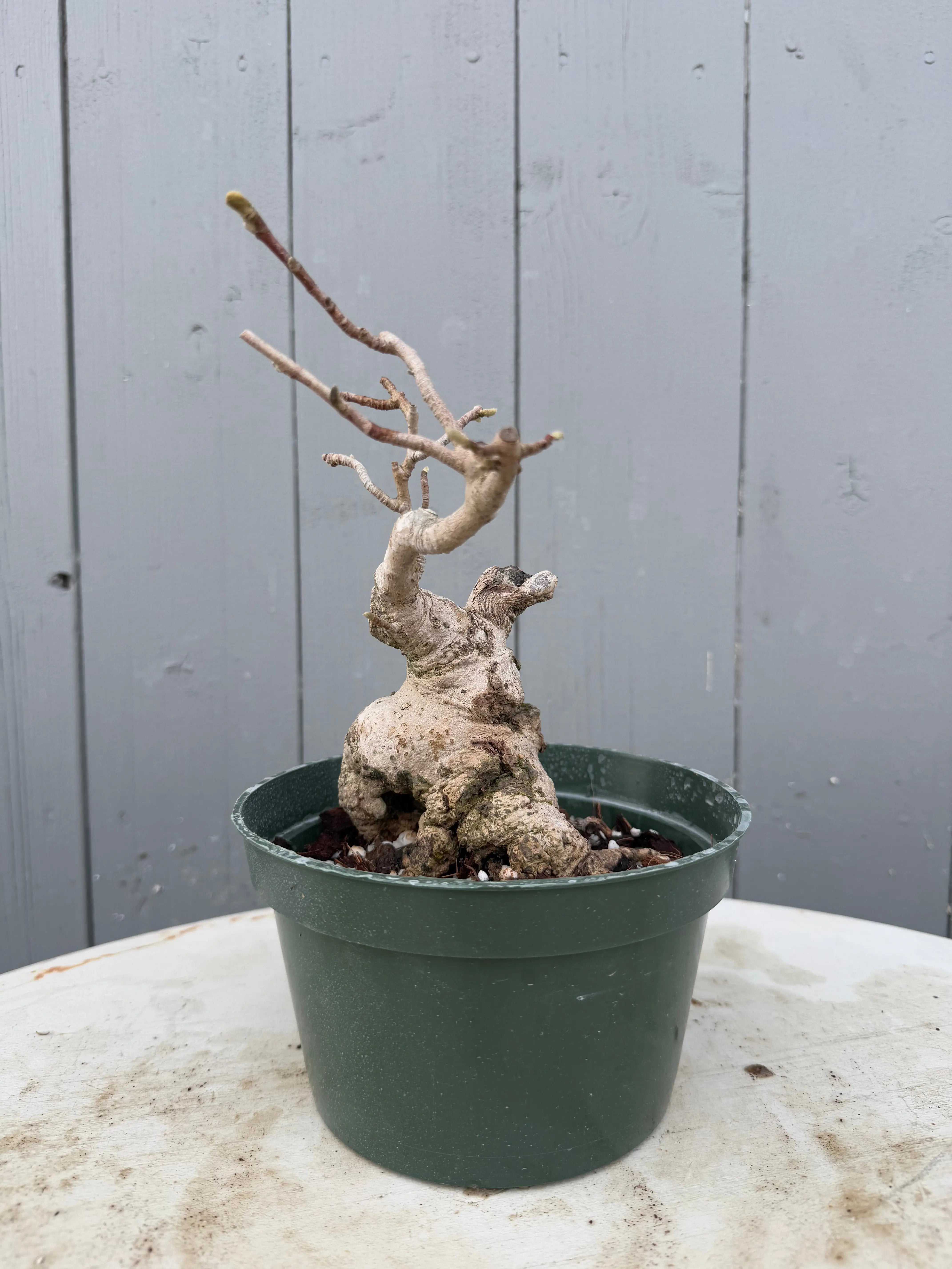 Magnolia Canada Bonsai