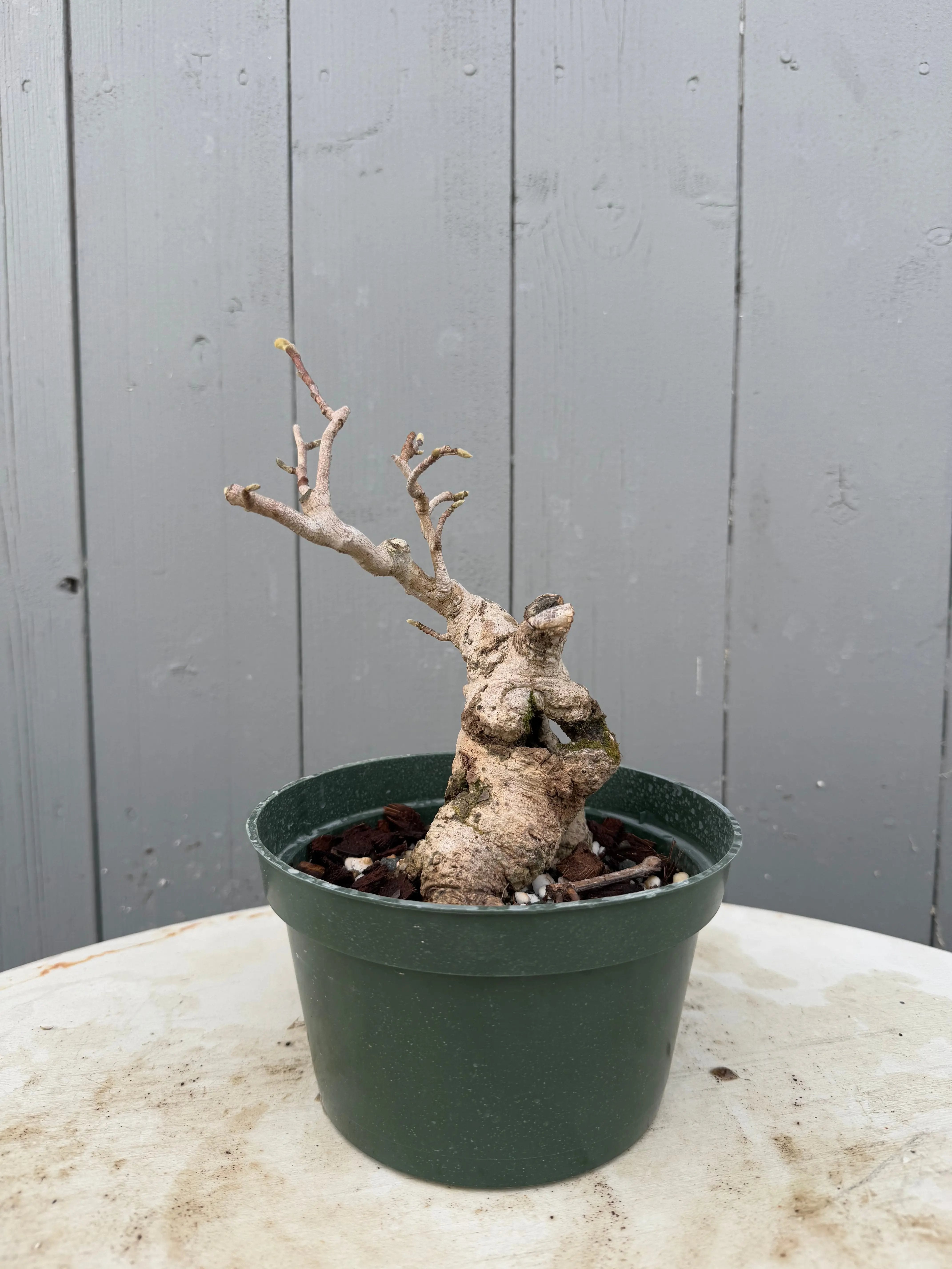 Magnolia Canada Bonsai