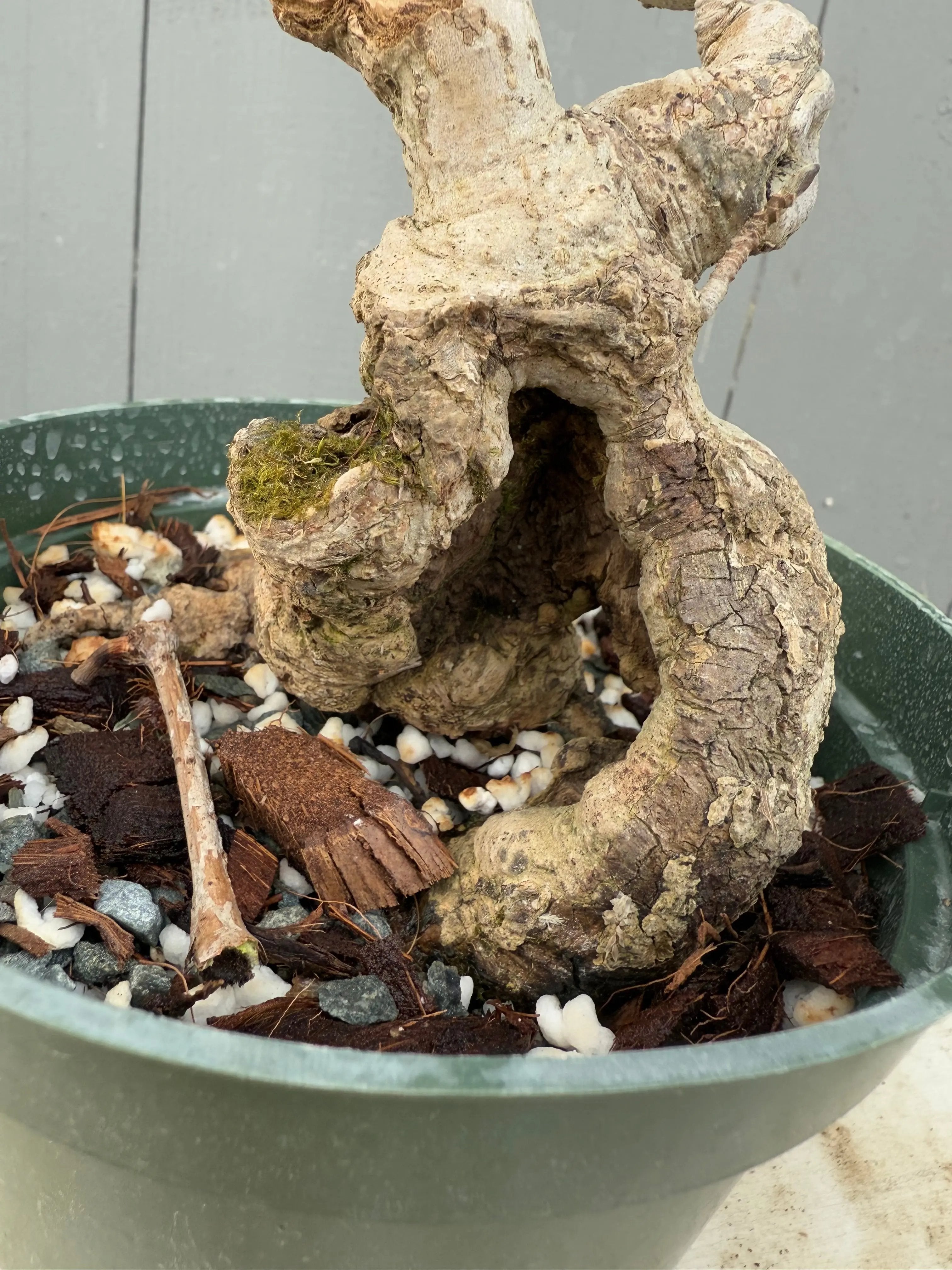 Magnolia Canada Bonsai