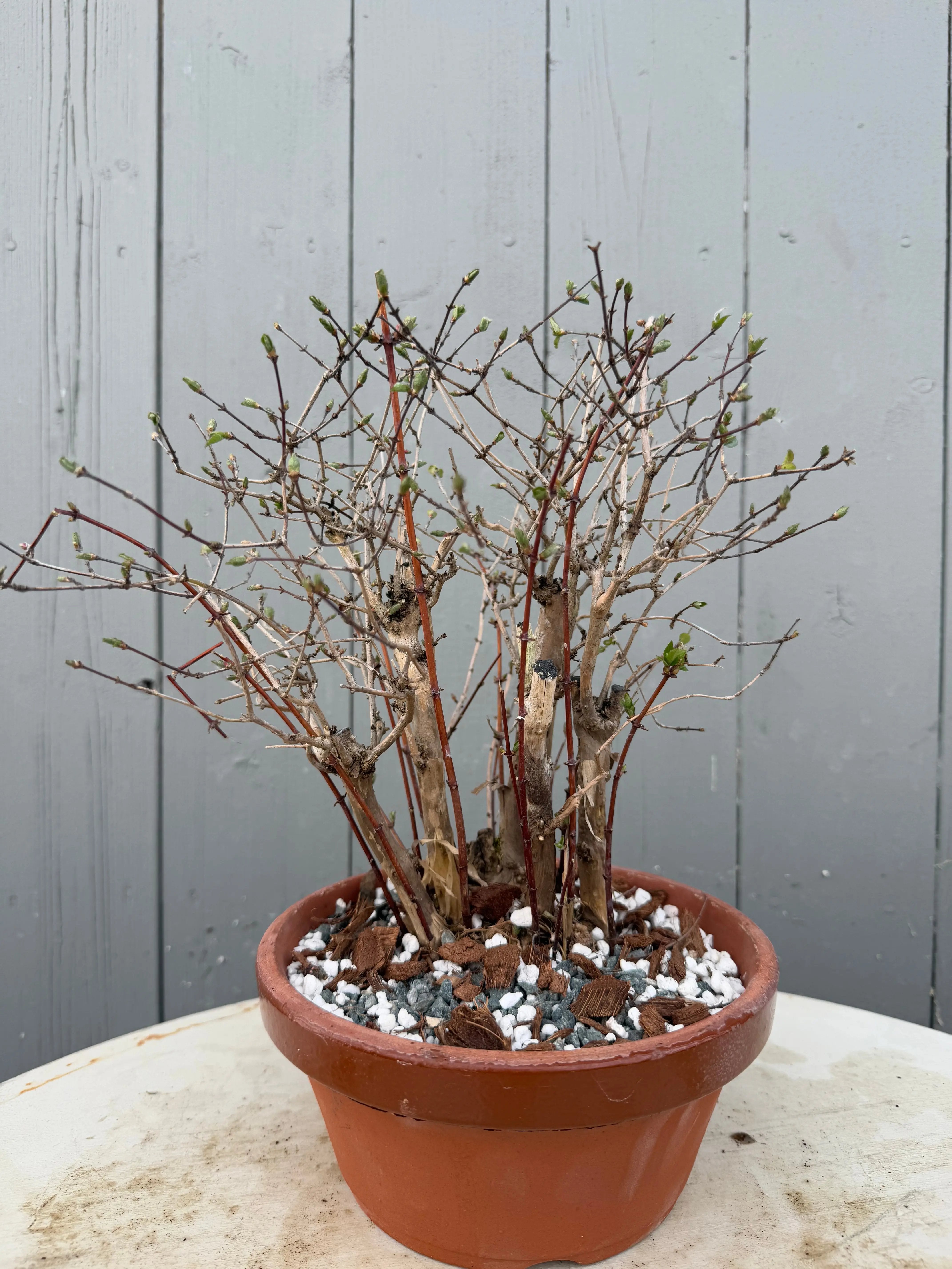 Lonicera gracilipes Canada Bonsai