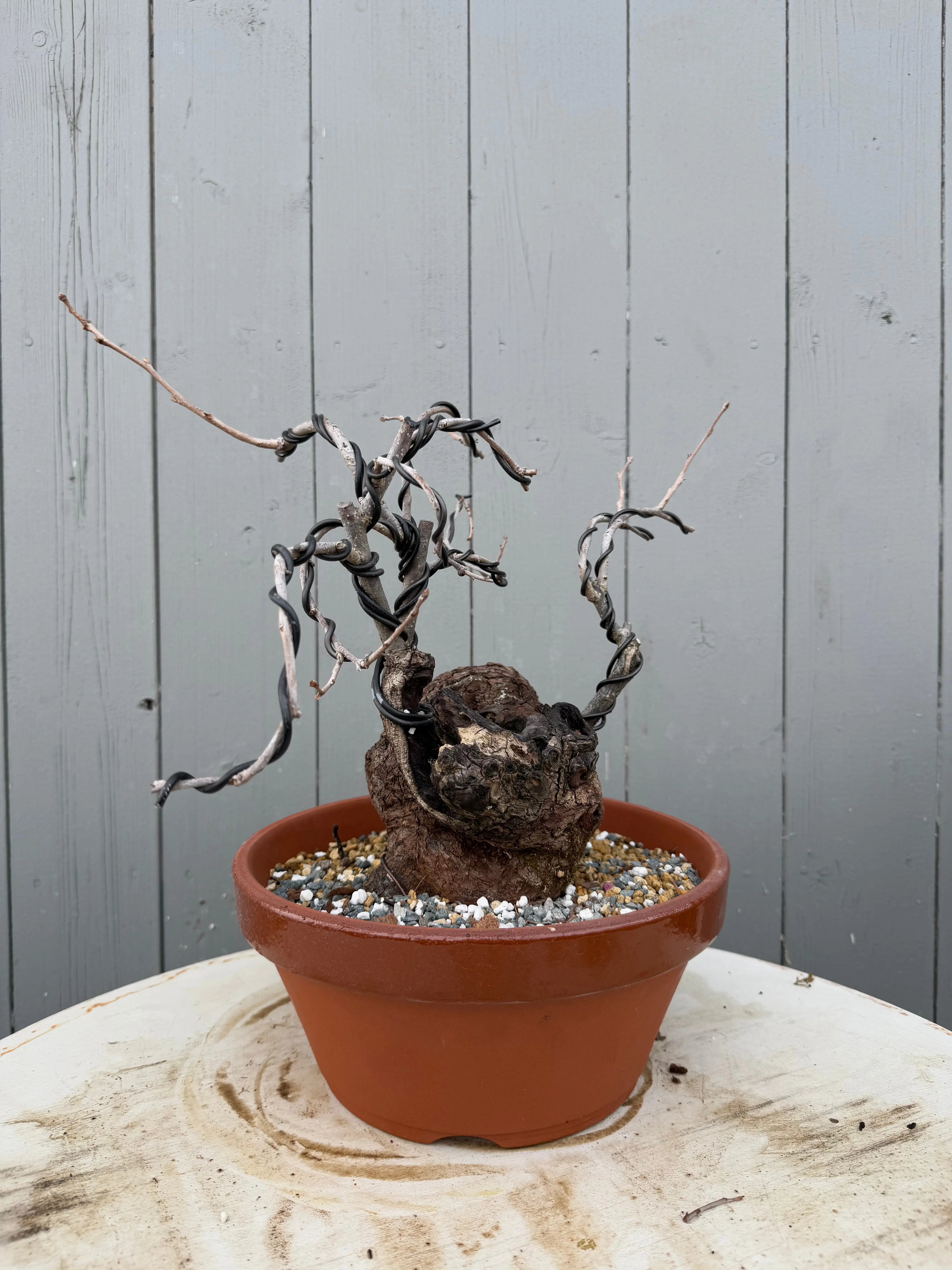 Diospyros Kaki Canada Bonsai