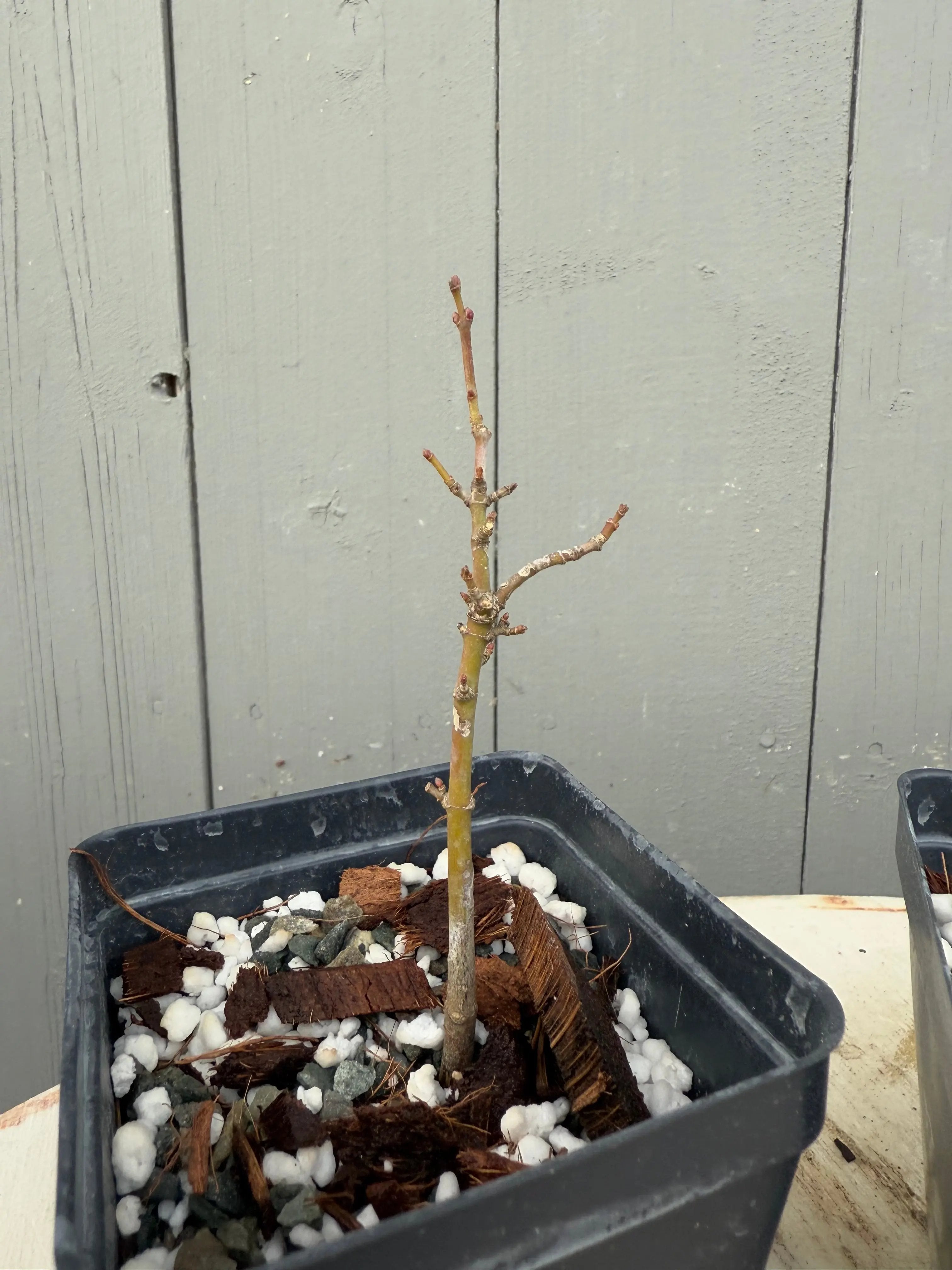 Acer palmatum 'Shishigashira' Canada Bonsai