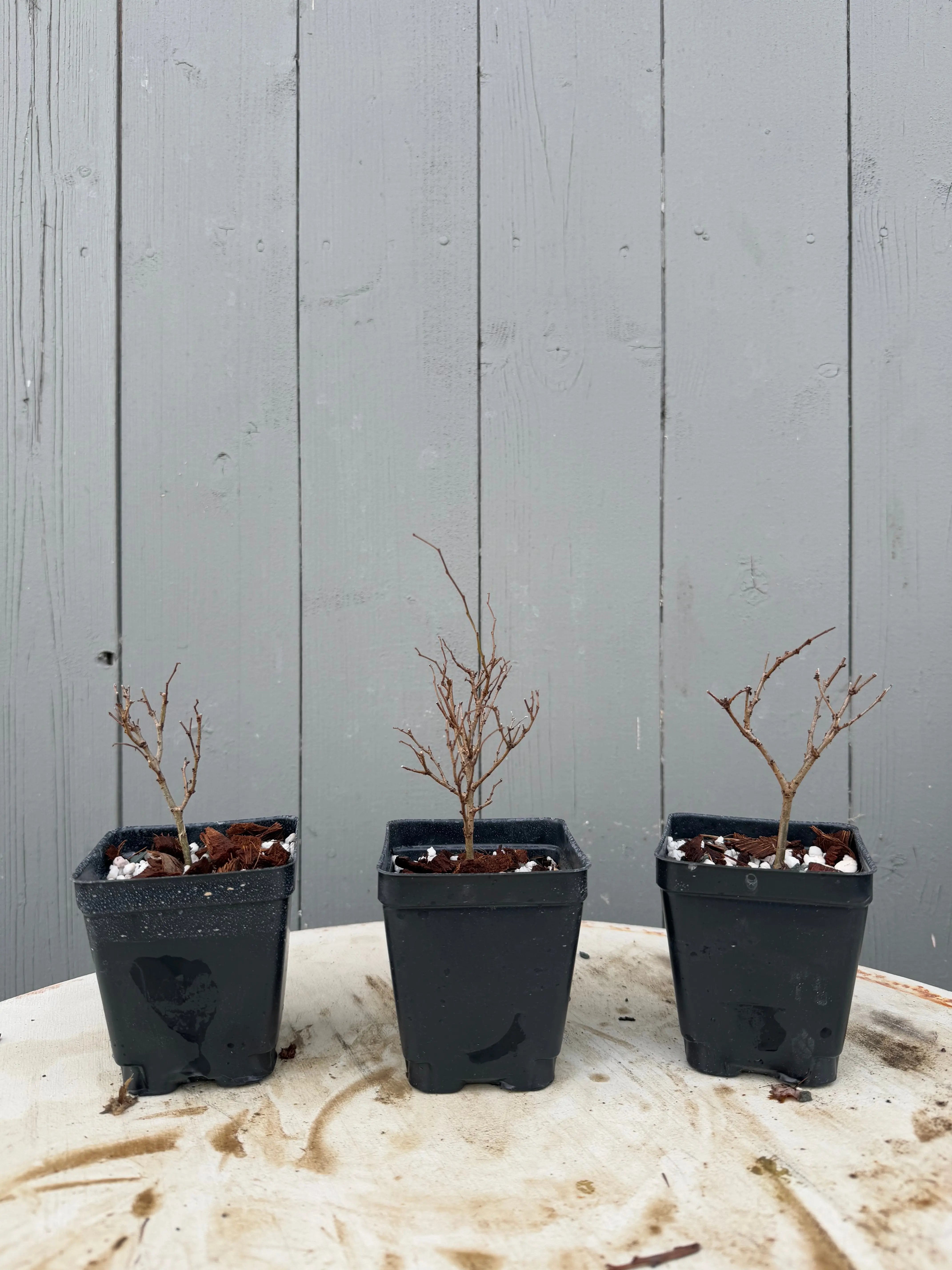 Zelkova serrata Canada Bonsai