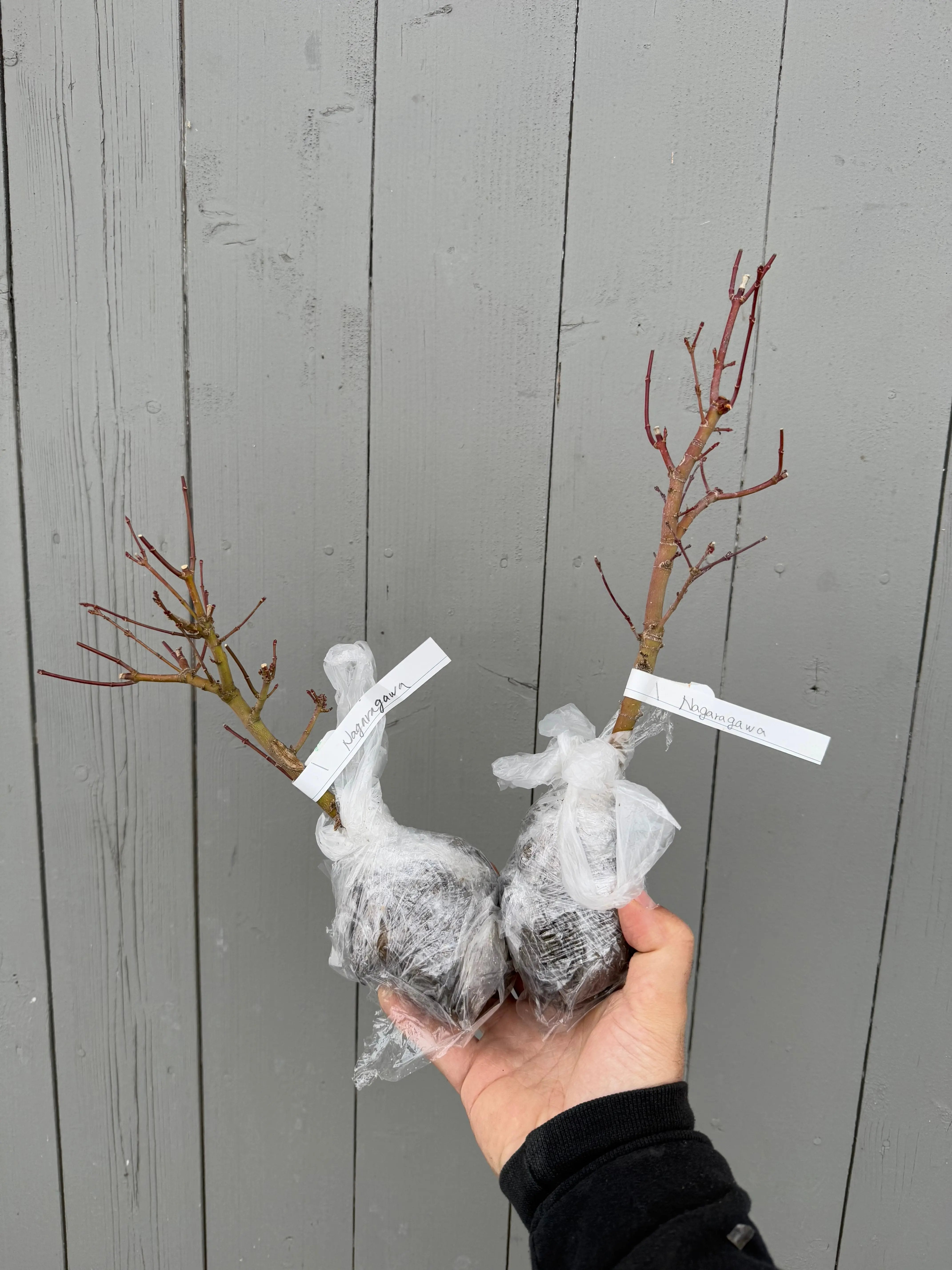 Acer palmatum 'Nagaragawa' Canada Bonsai