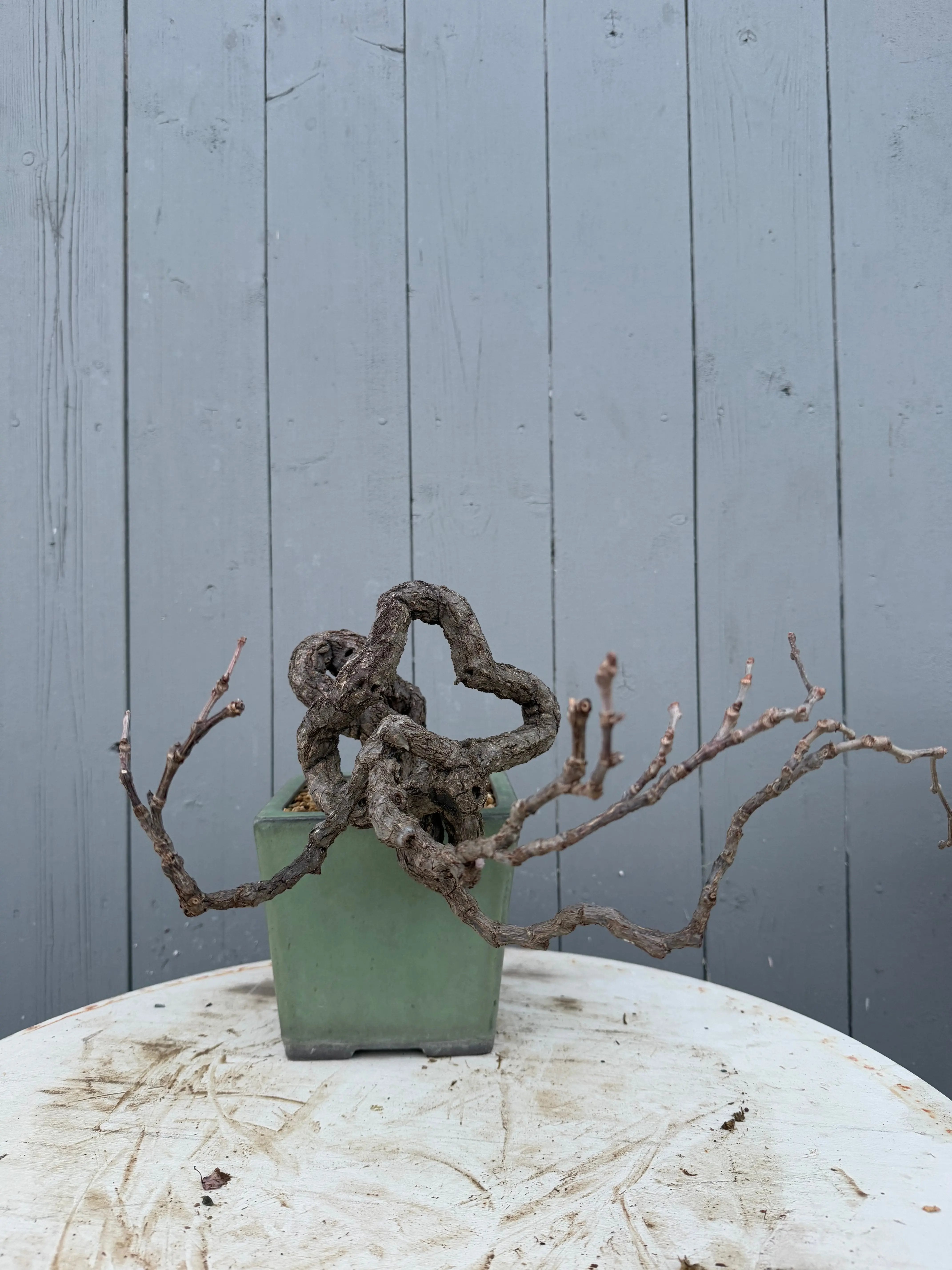 Parthenocissus quinquefolia (Antique pot) Canada Bonsai