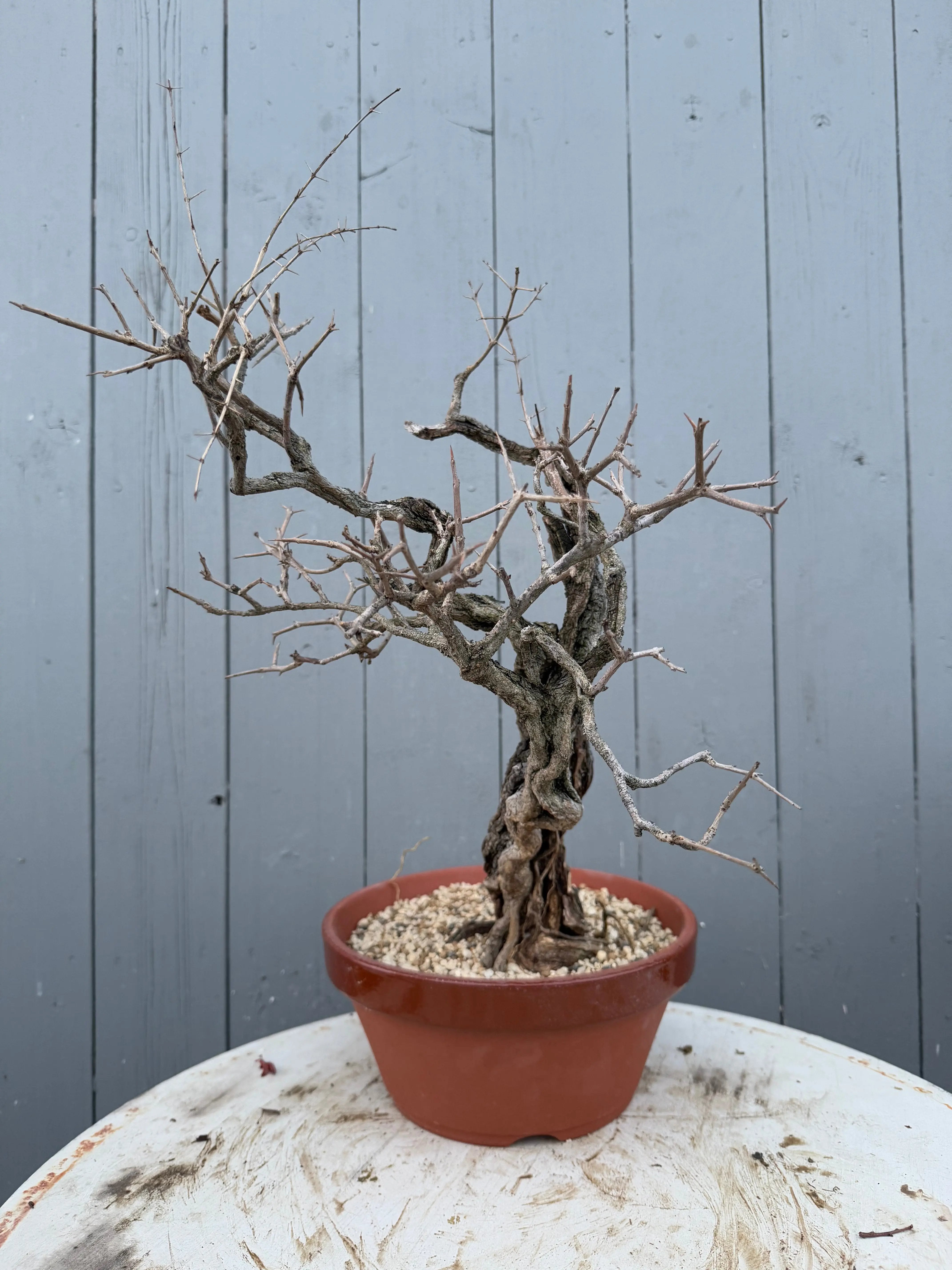 Punica granatum Canada Bonsai