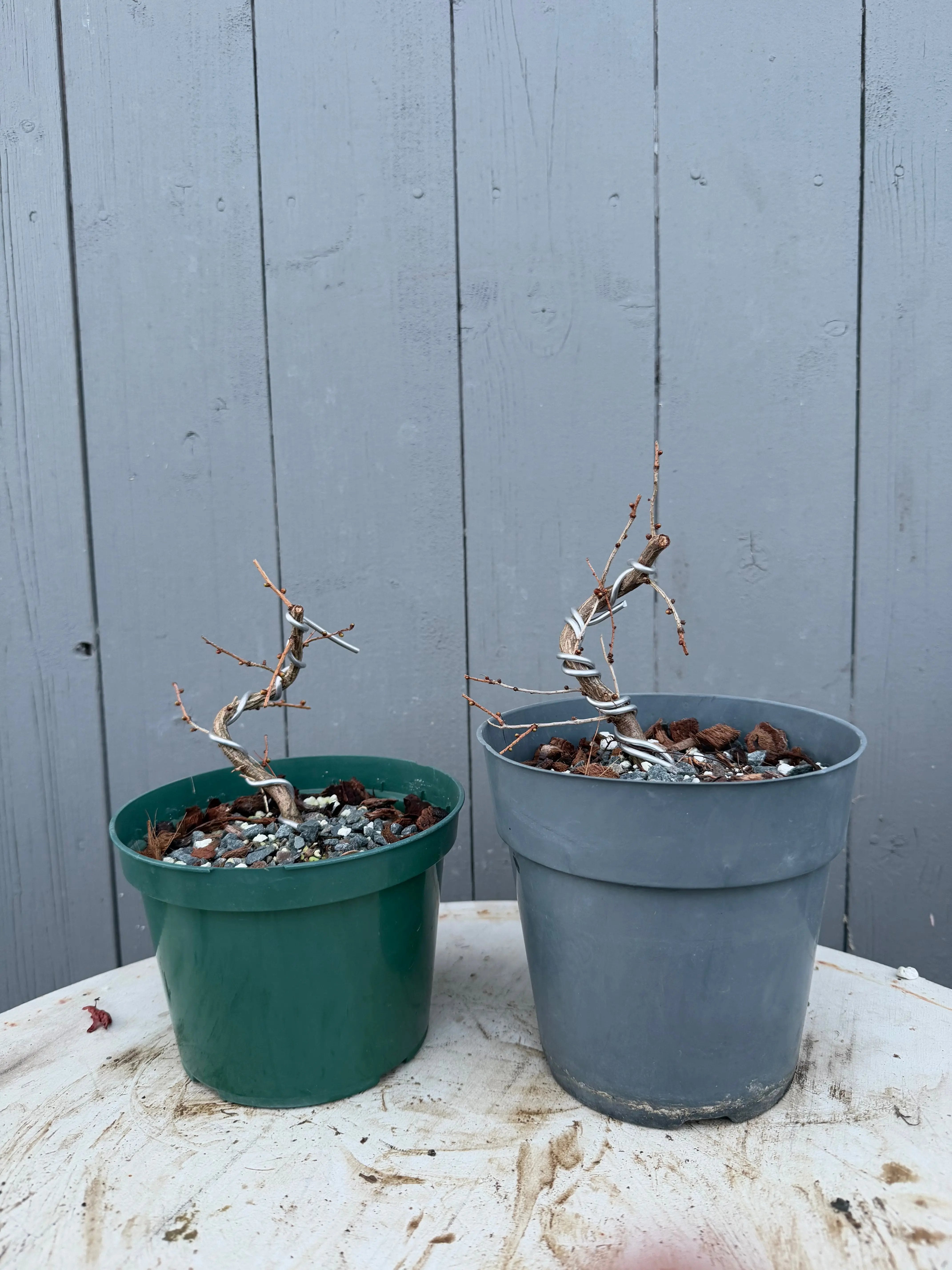 Larix leptolepsis Canada Bonsai