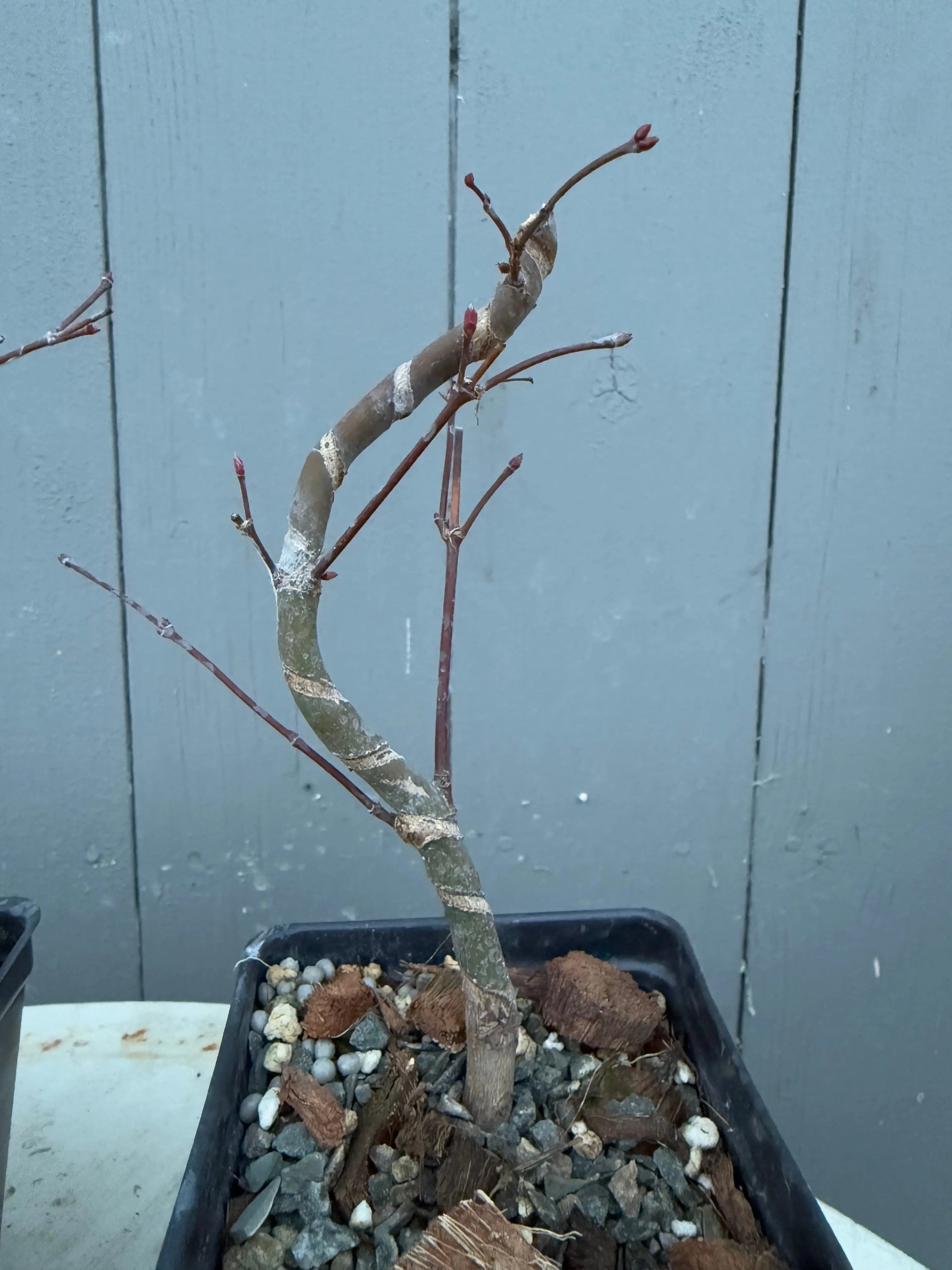 Acer palmatum 'Deshojo' (Wired) Canada Bonsai