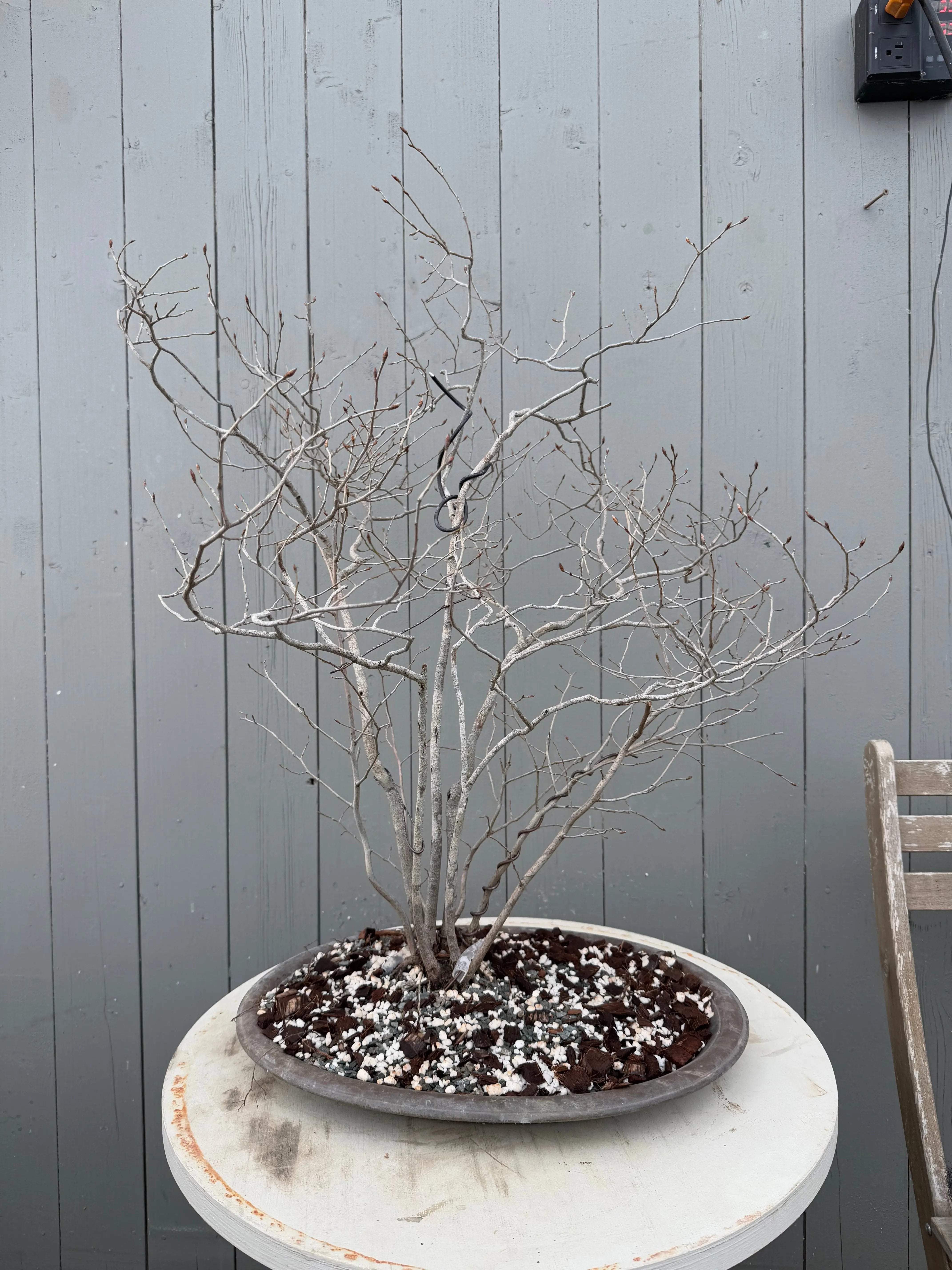 Lindera glauca Canada Bonsai