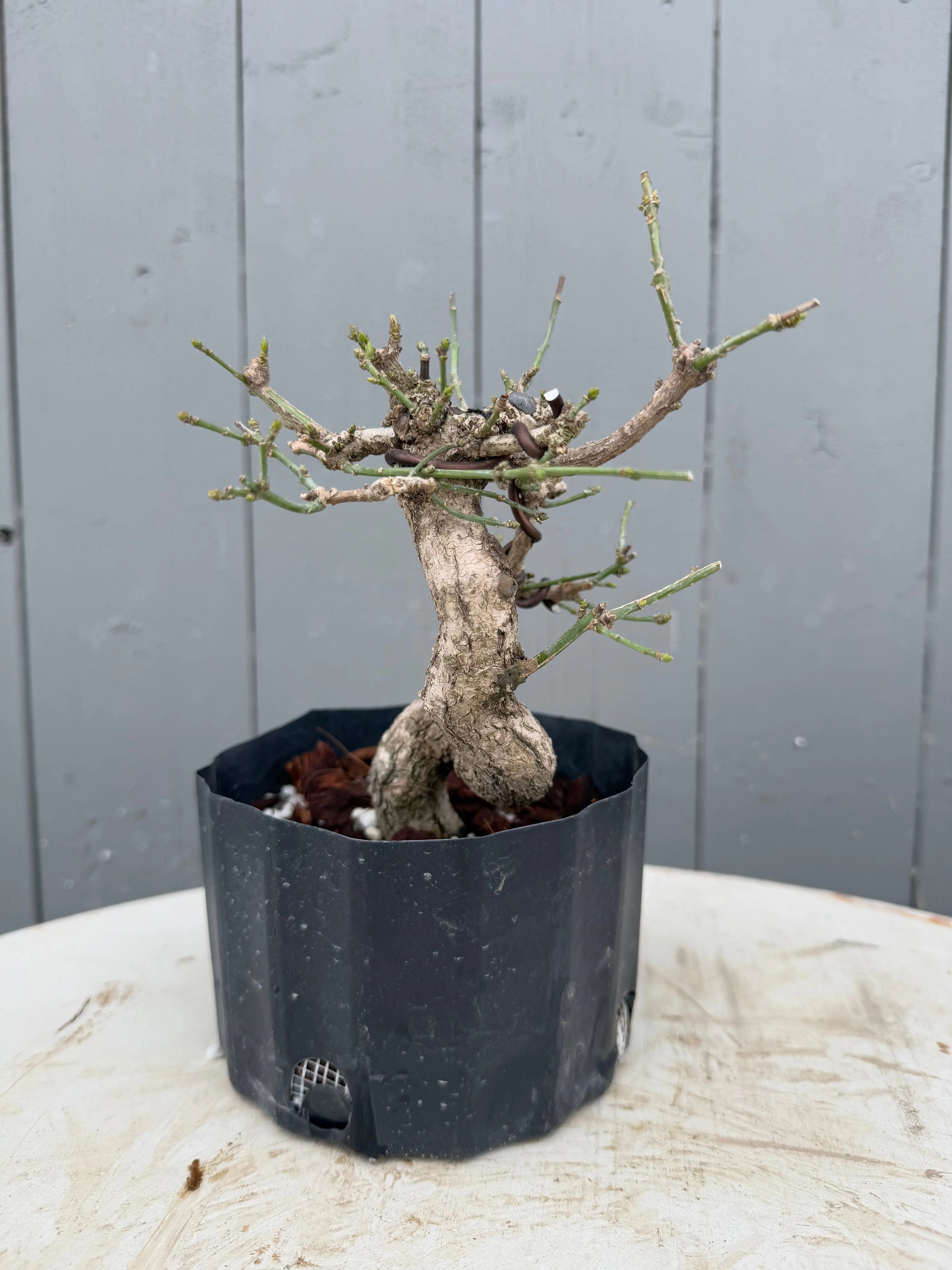 Euonymus Canada Bonsai