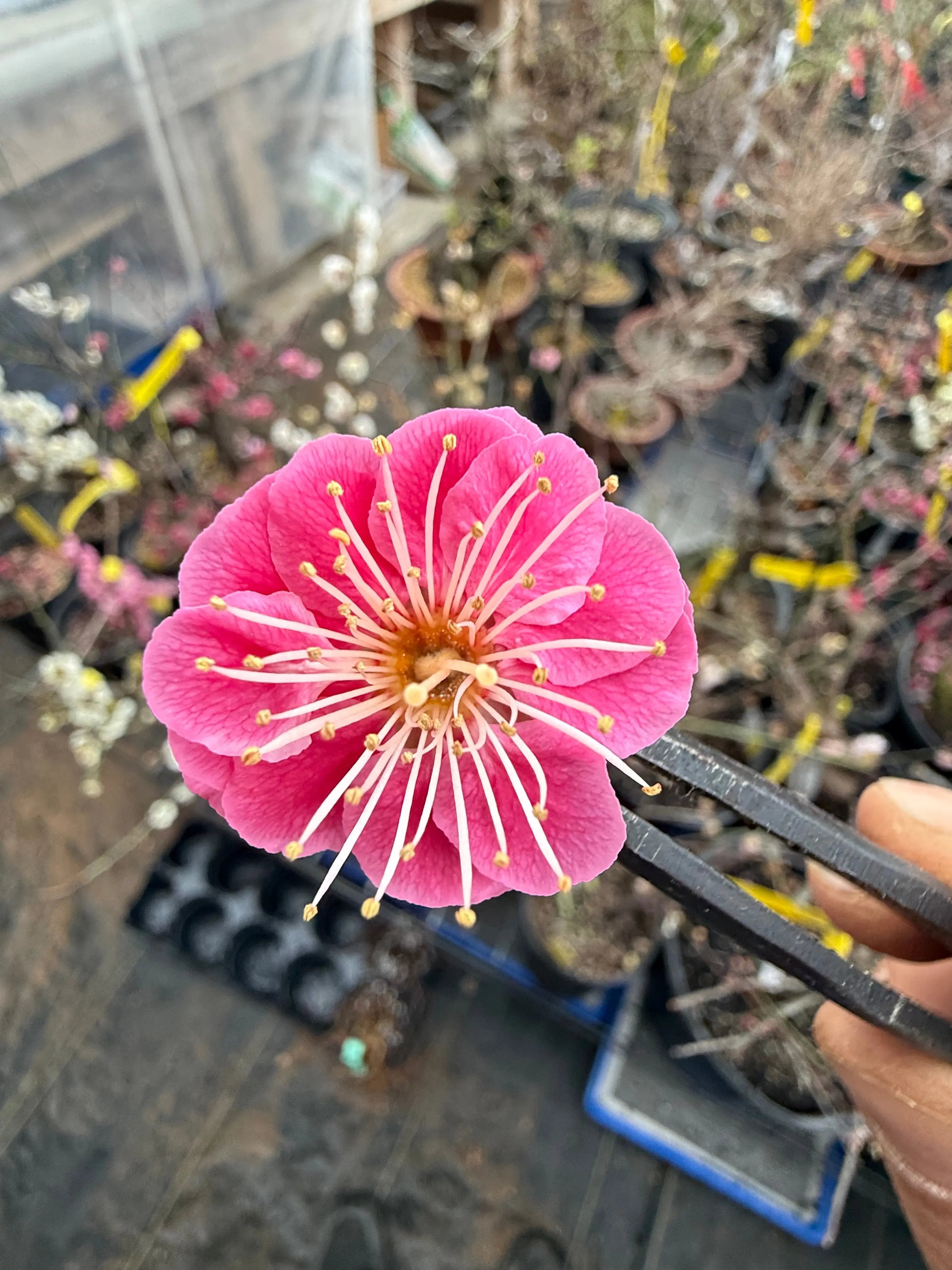 Prunus mume (weeping red variety) Canada Bonsai