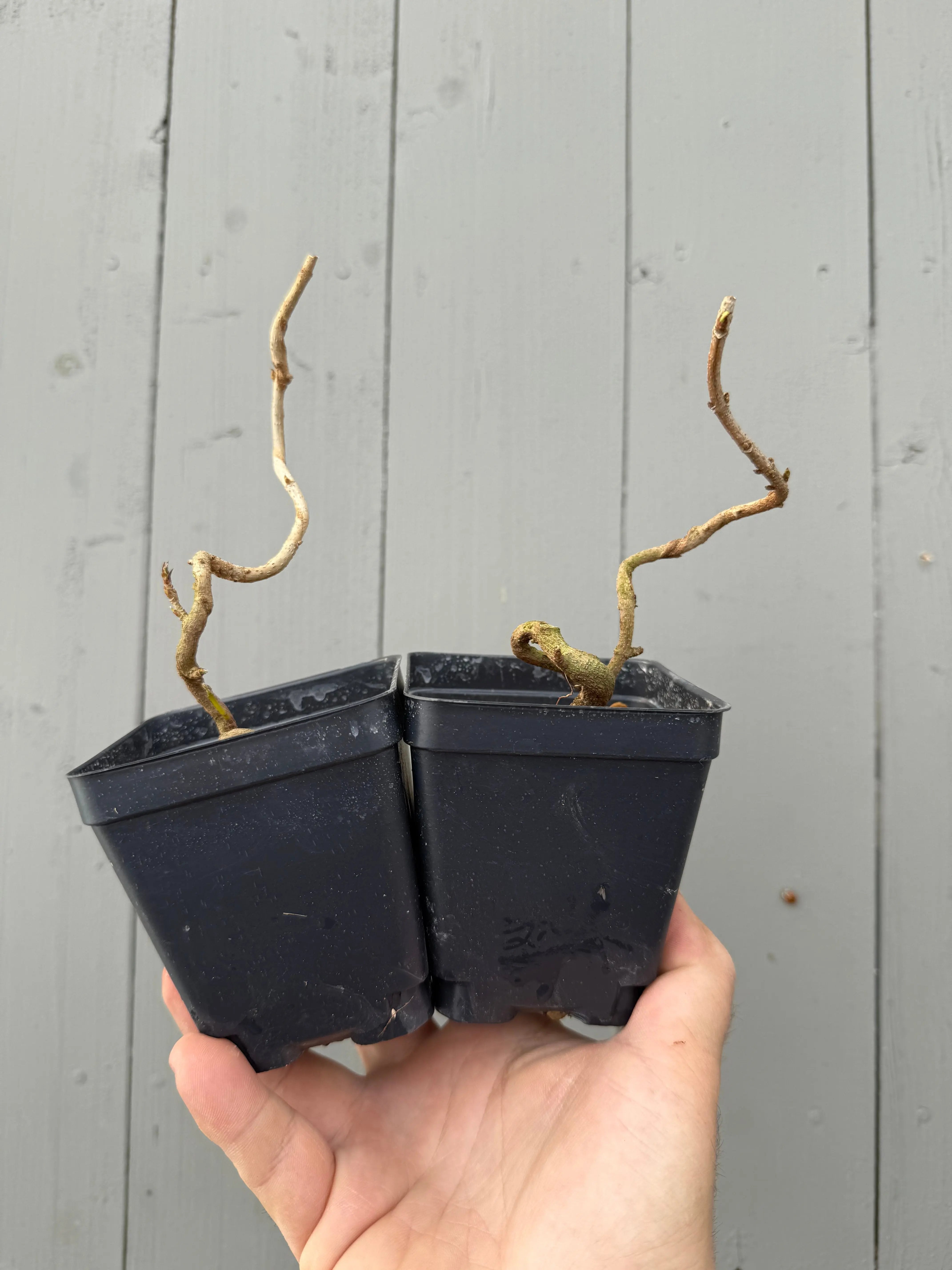 Acer buergerianum 'Miyasama' Canada Bonsai