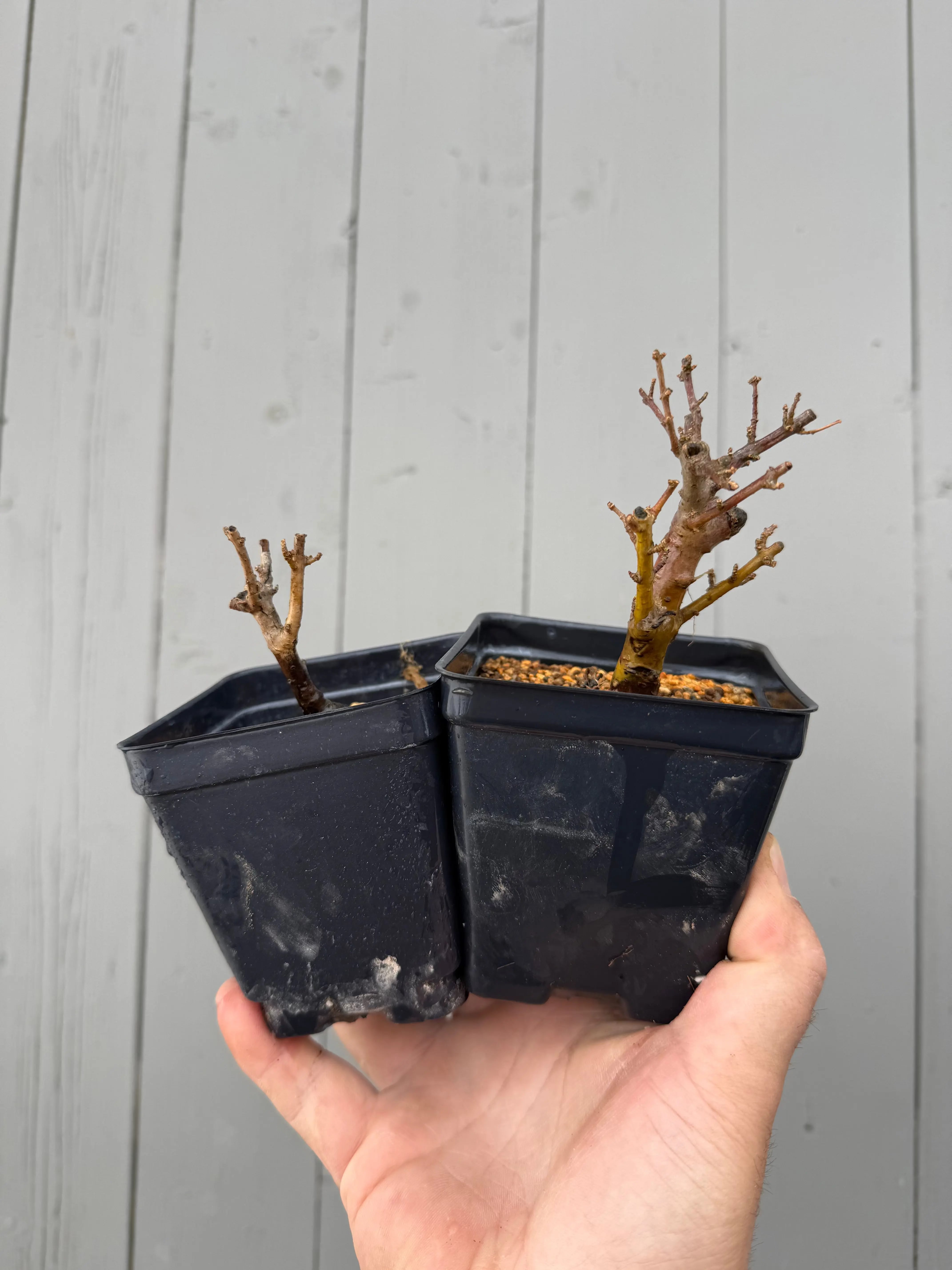 Ligustrum obtusifolium Canada Bonsai
