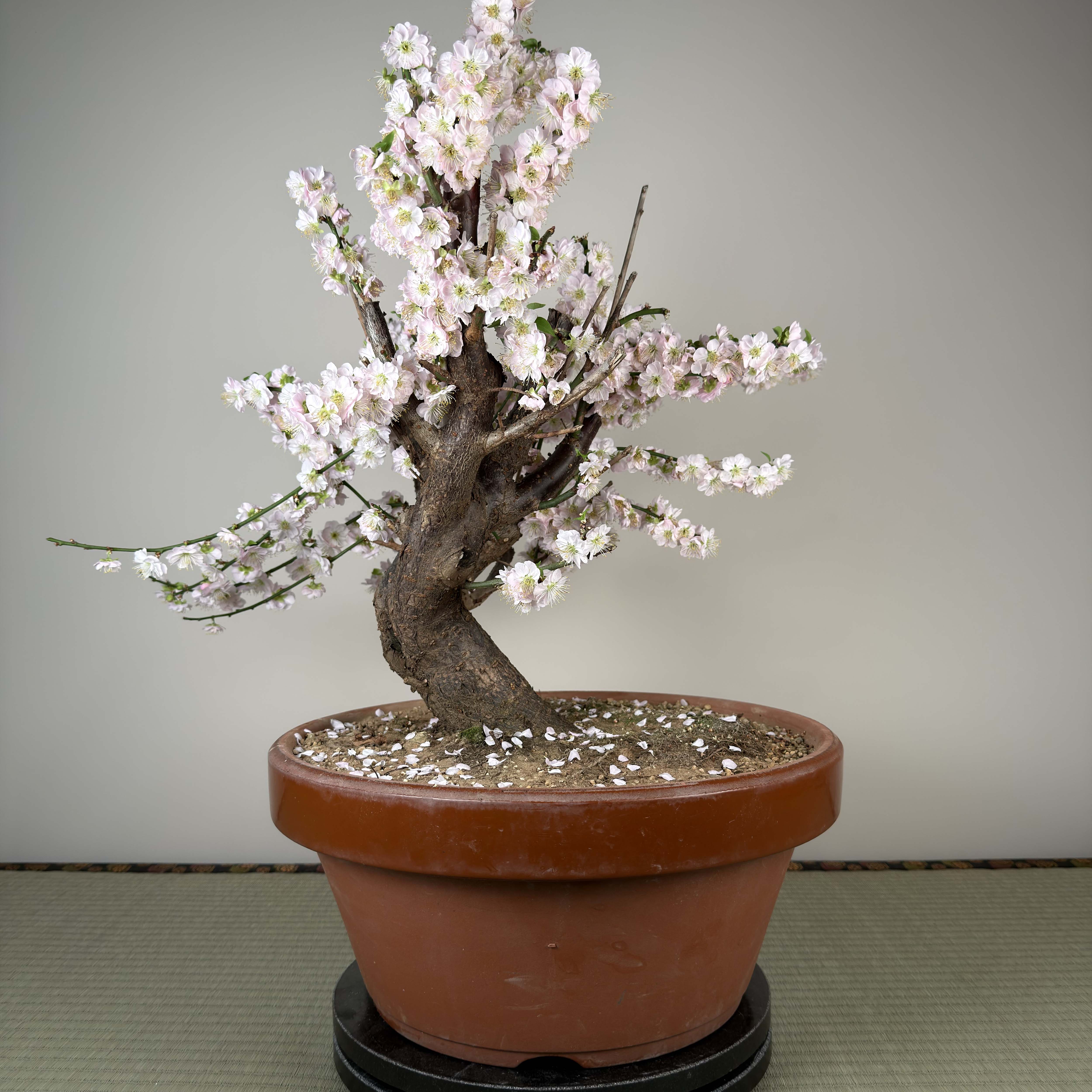 Glycine floribunda