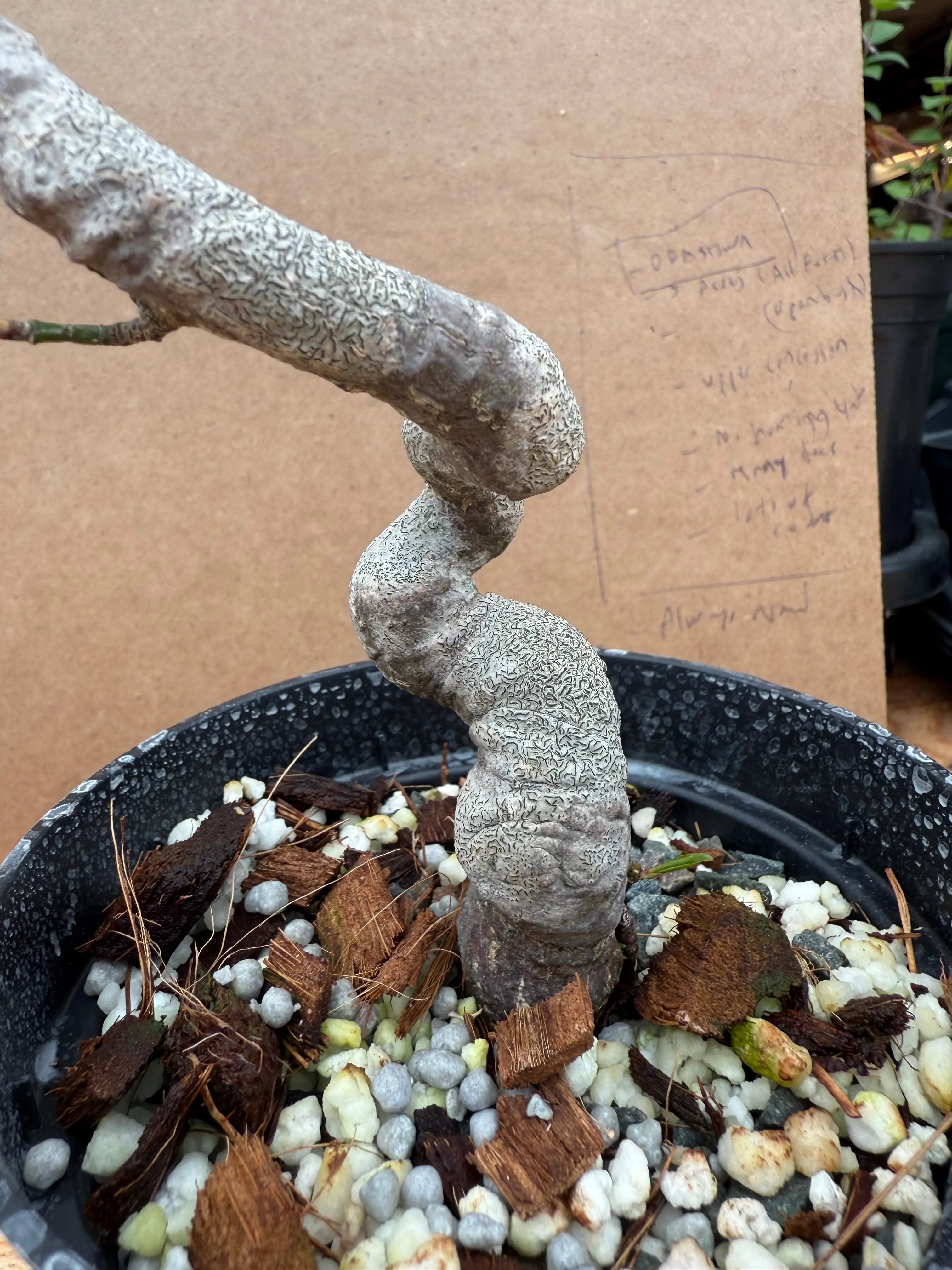 Euonymus Canada Bonsai