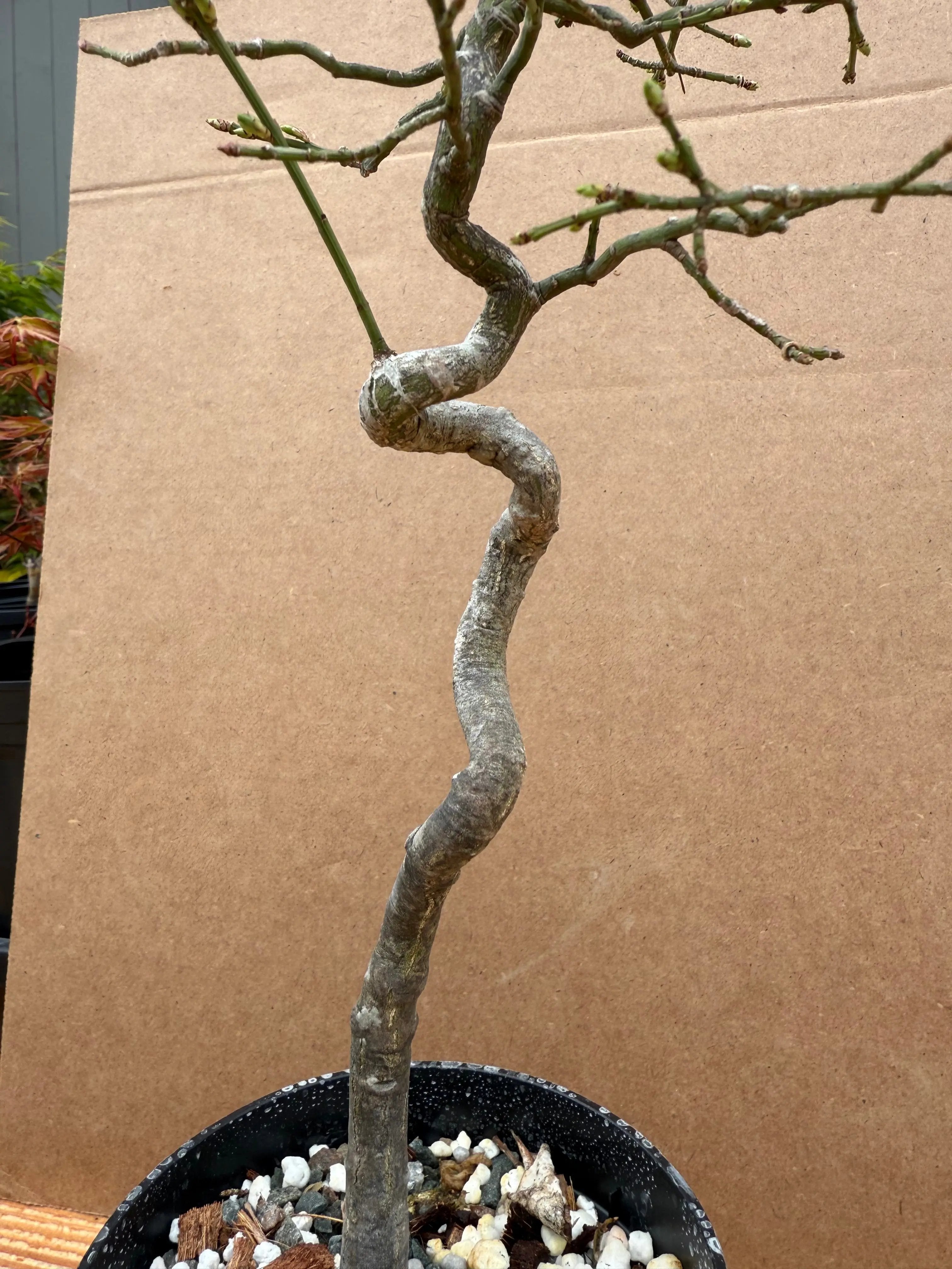 Euonymus Canada Bonsai