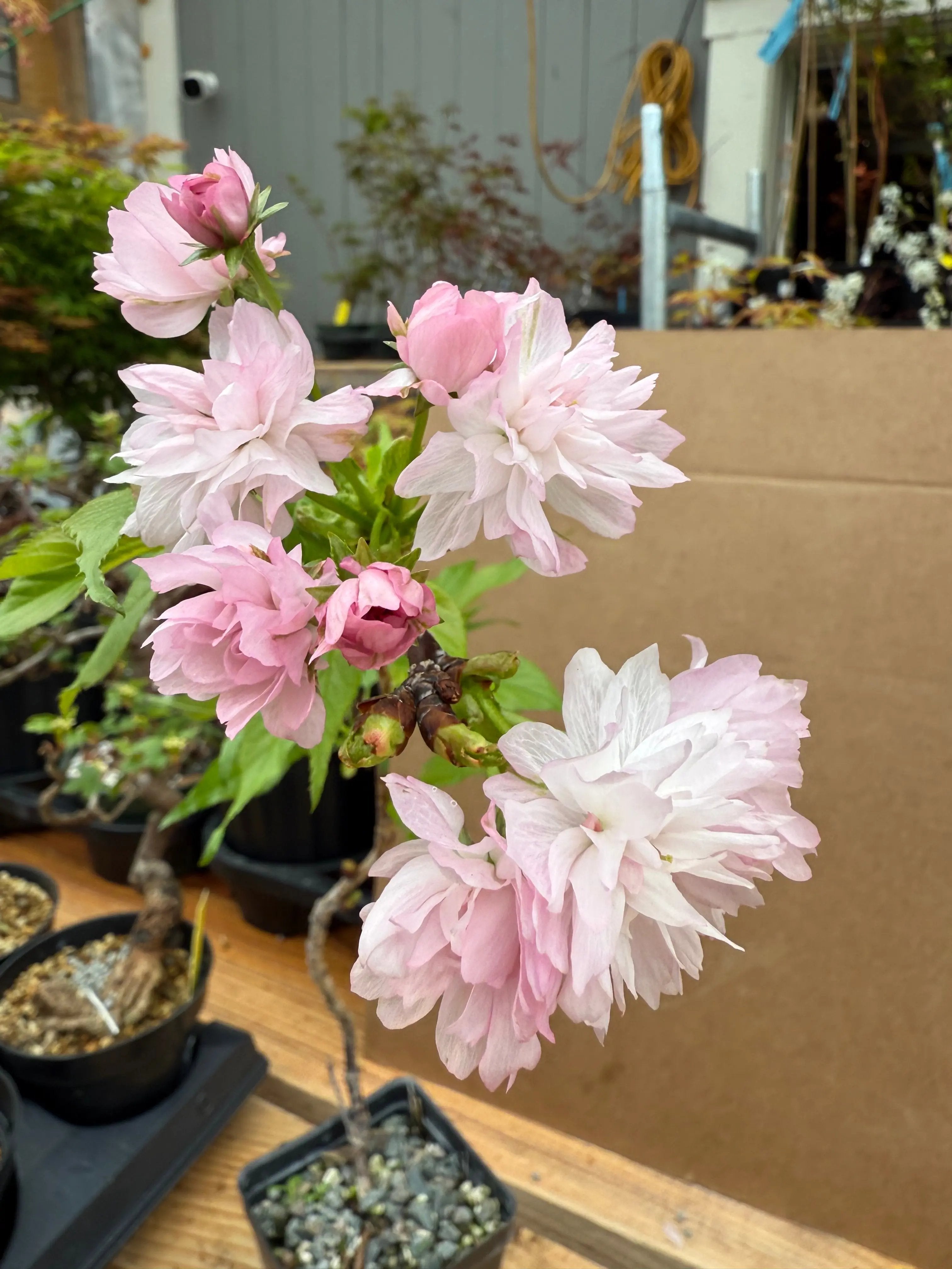 Prunus serrulata 'Kiku Shidare' Canada Bonsai