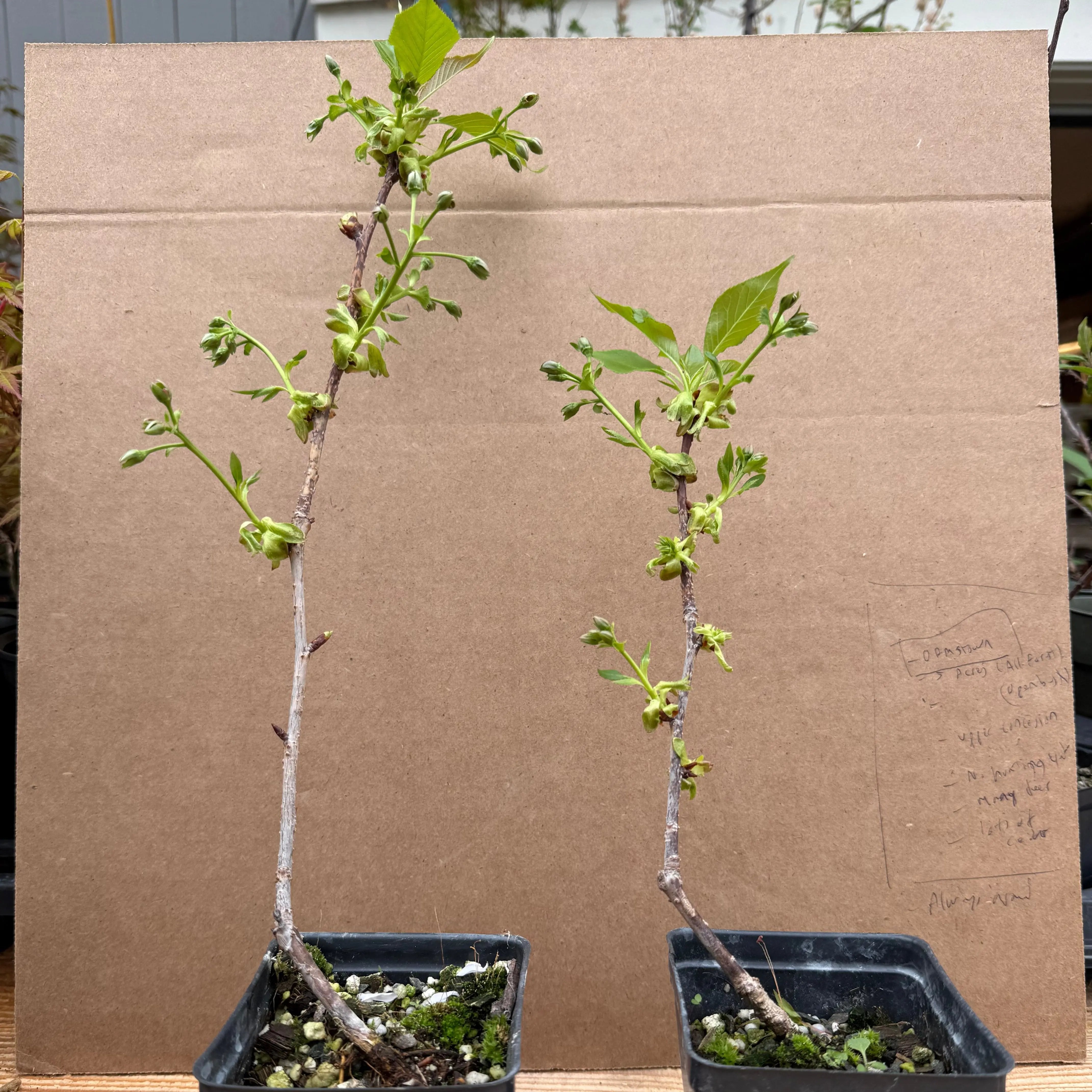 Prunus serrulata 'Kwanzan' Canada Bonsai