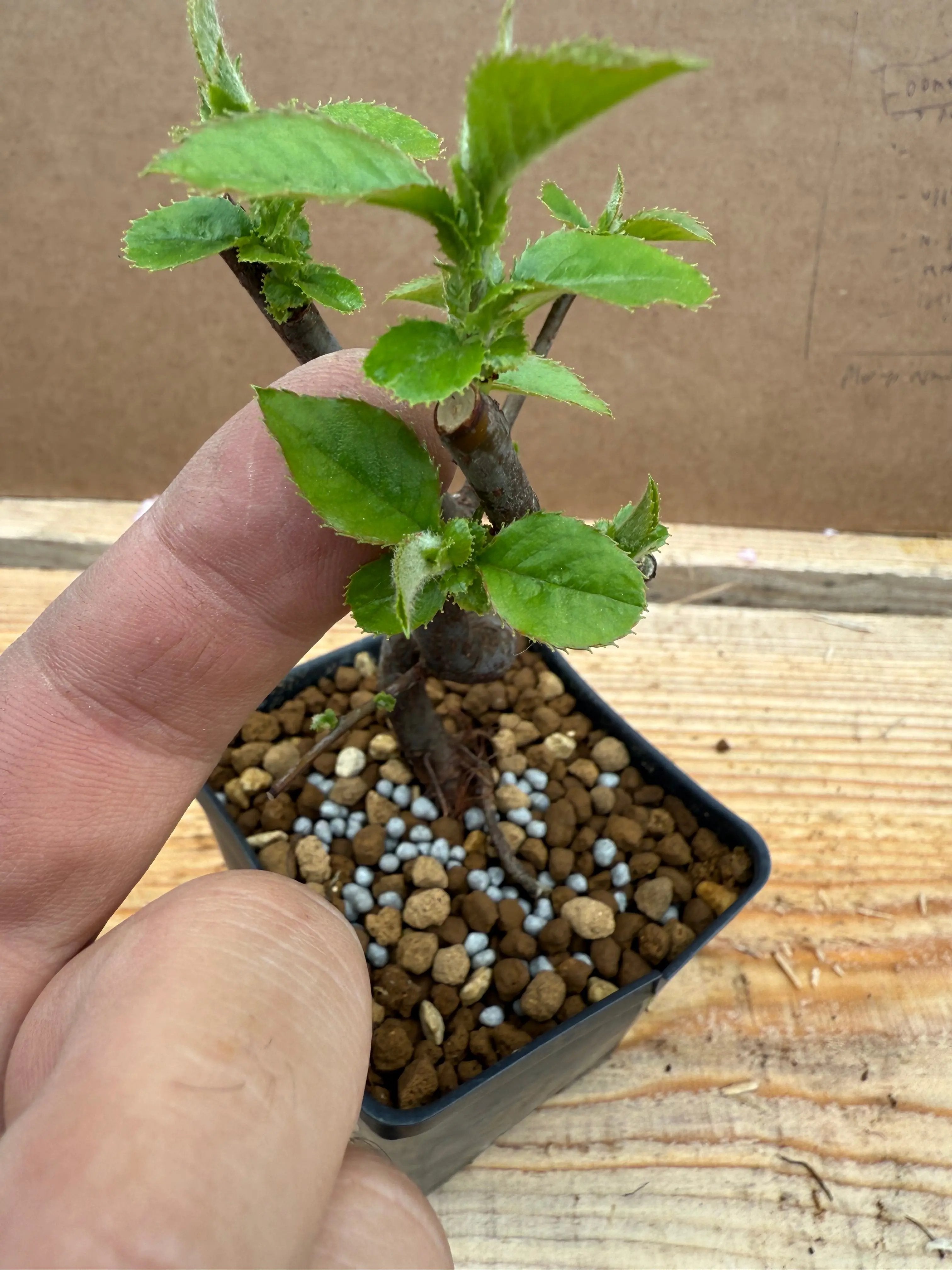 Pseudocydonia sinensis (dwarf strain) Canada Bonsai