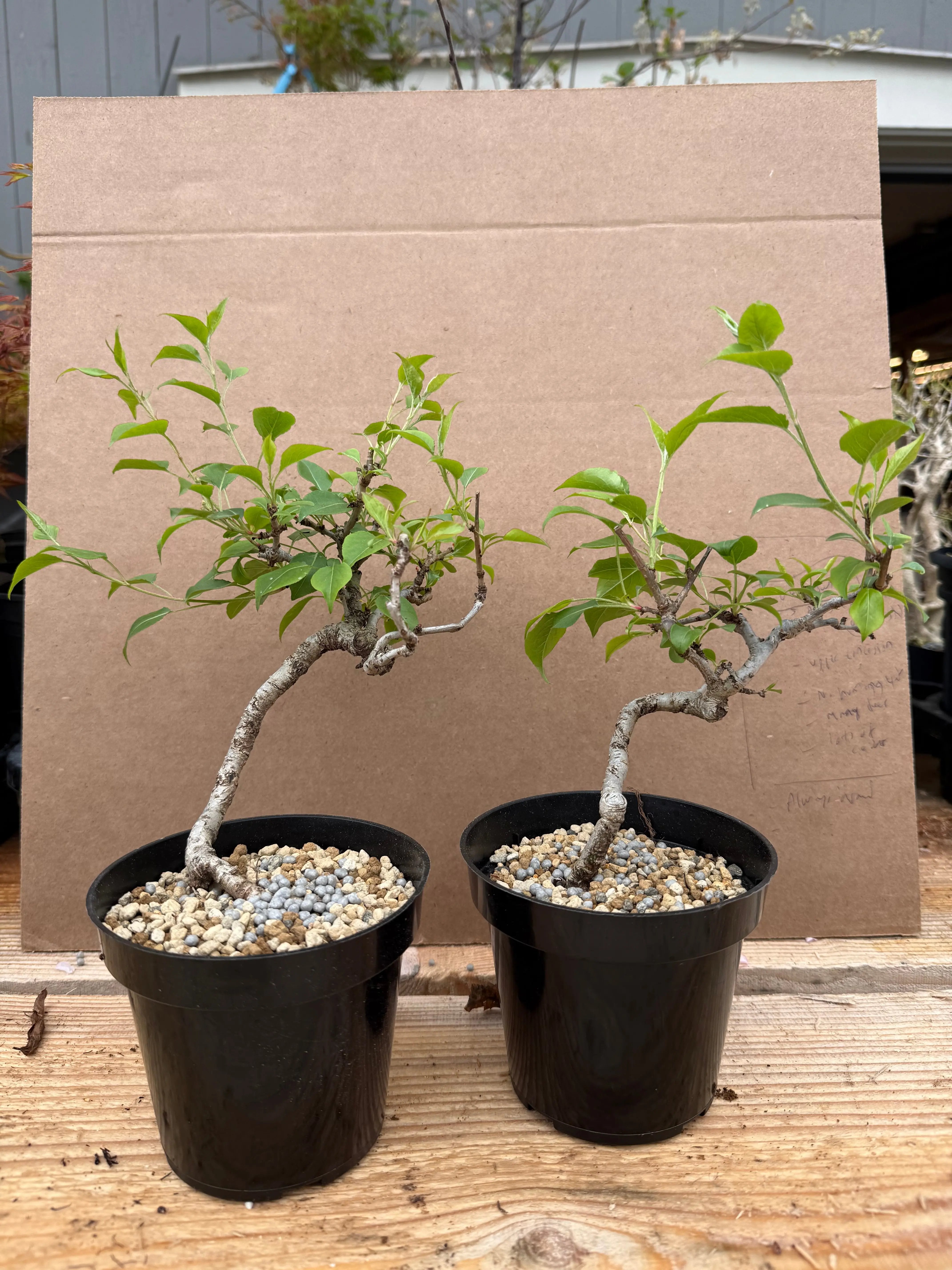 Pyrus ussuriensis (dwarf) Species List