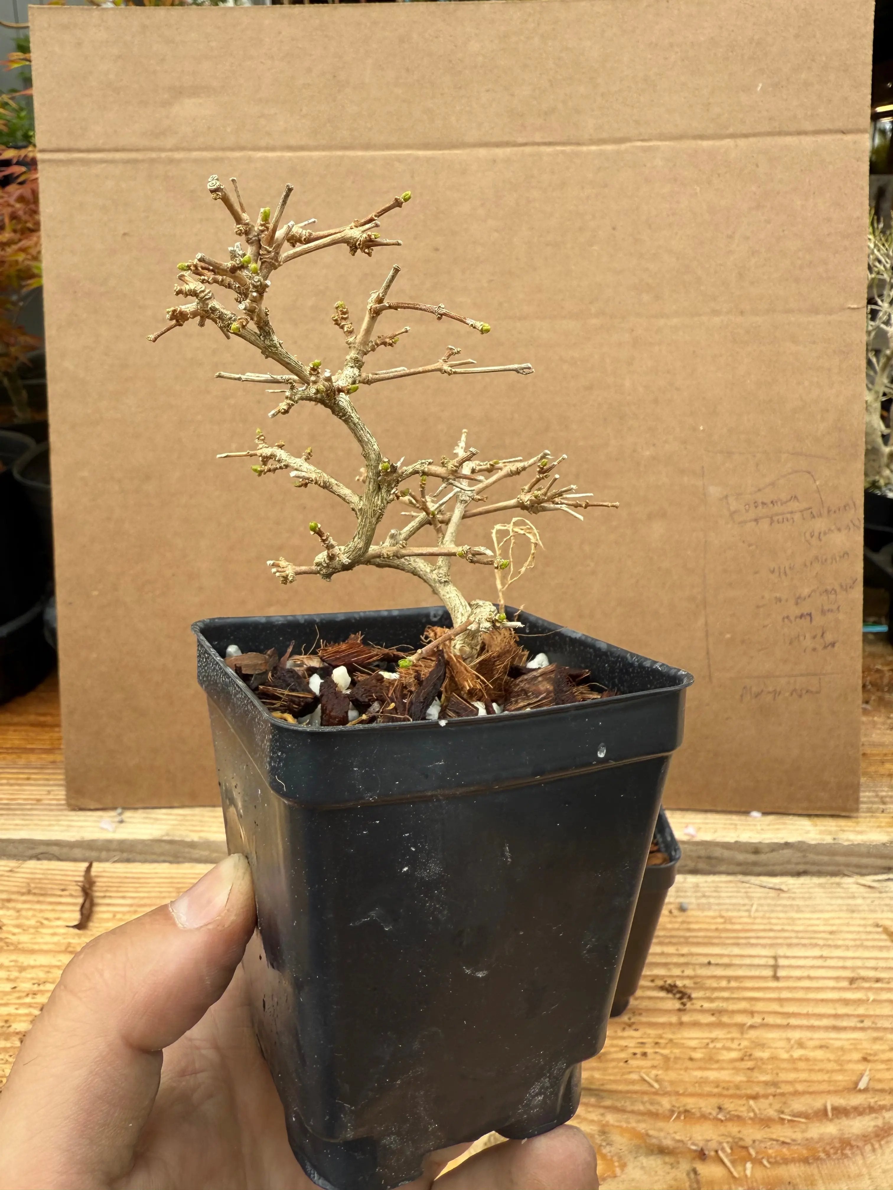 Premna japonica (small) Canada Bonsai