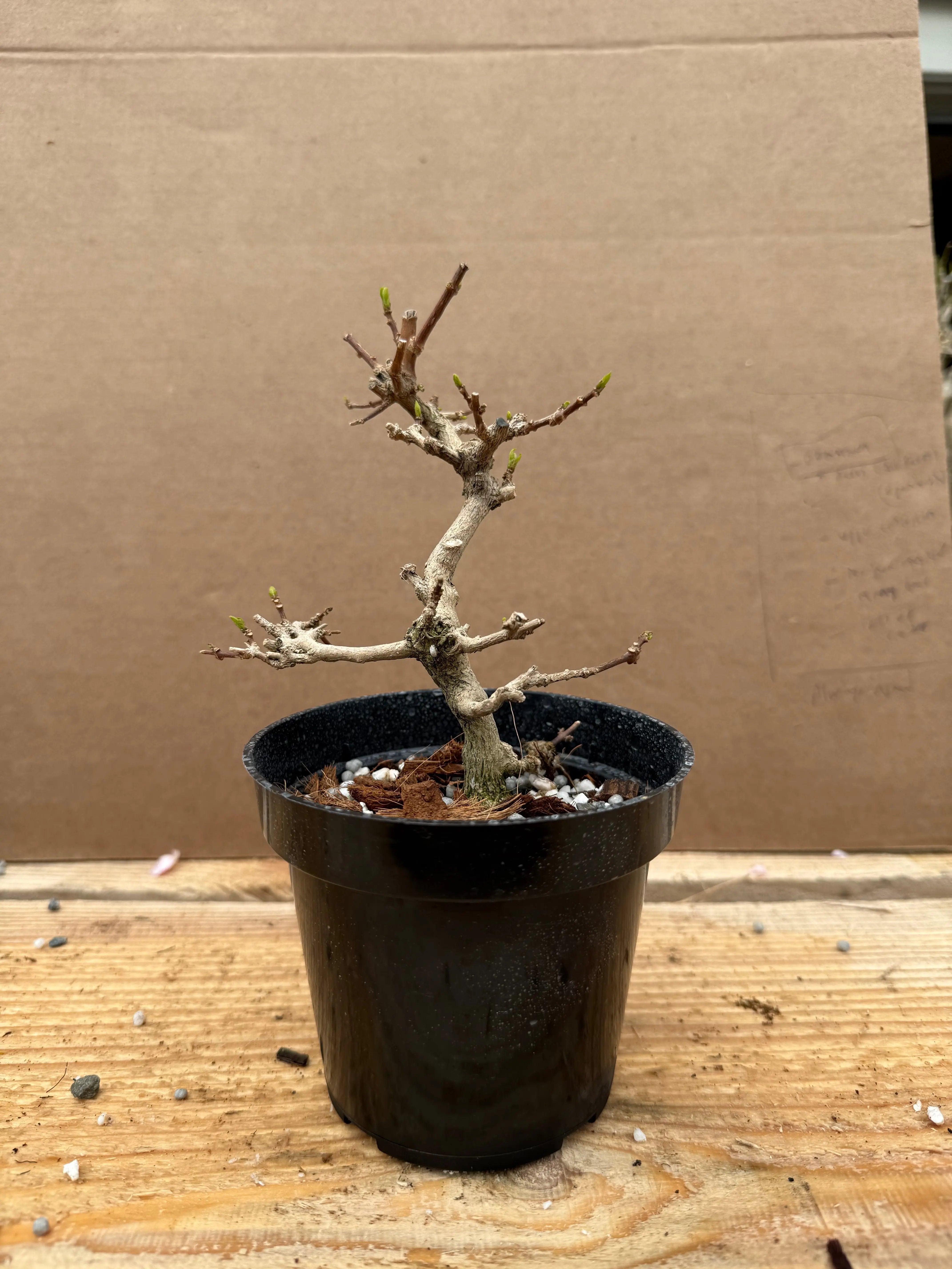 Premna japonica (large) Canada Bonsai