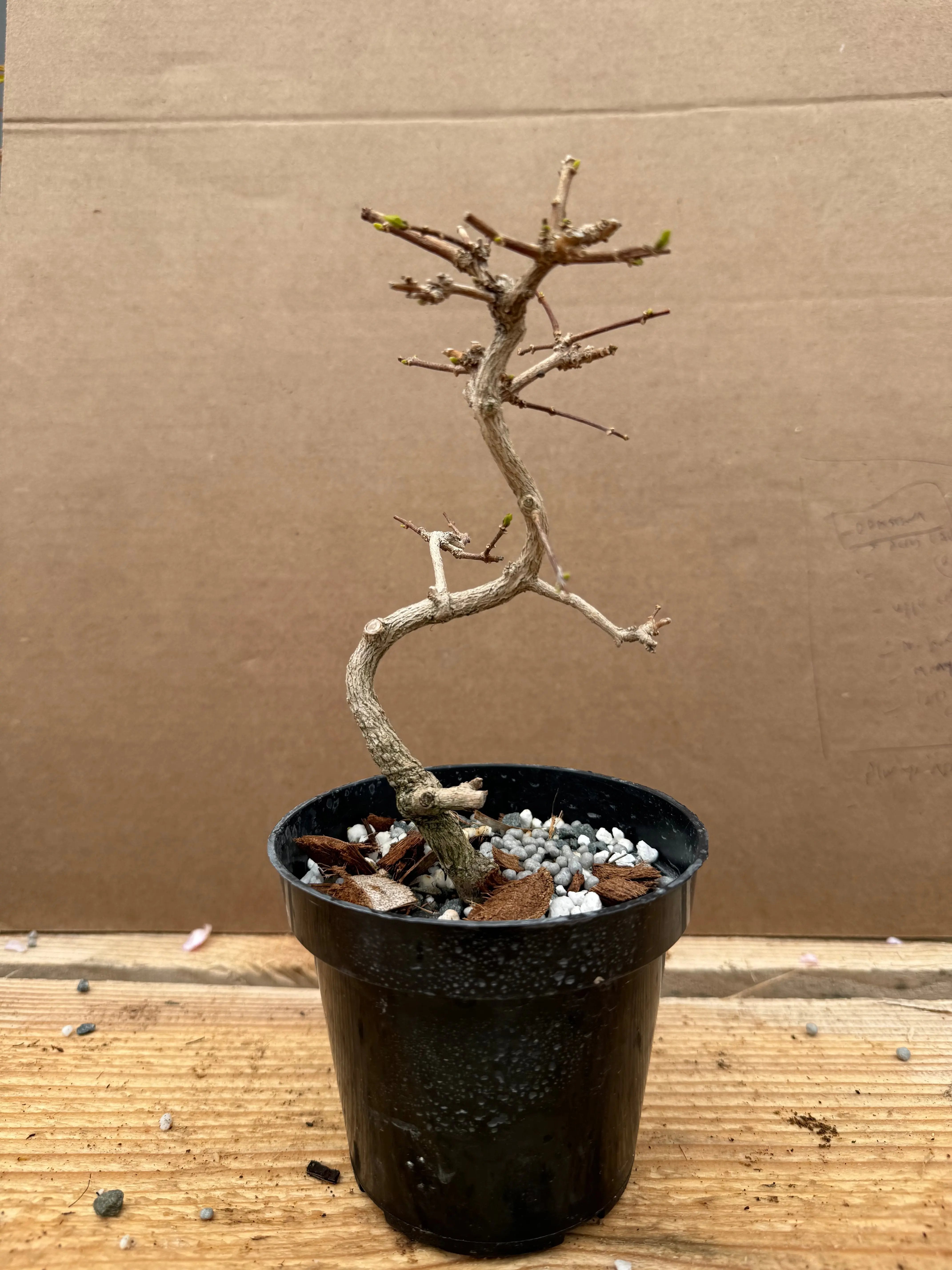 Premna japonica (large) Canada Bonsai